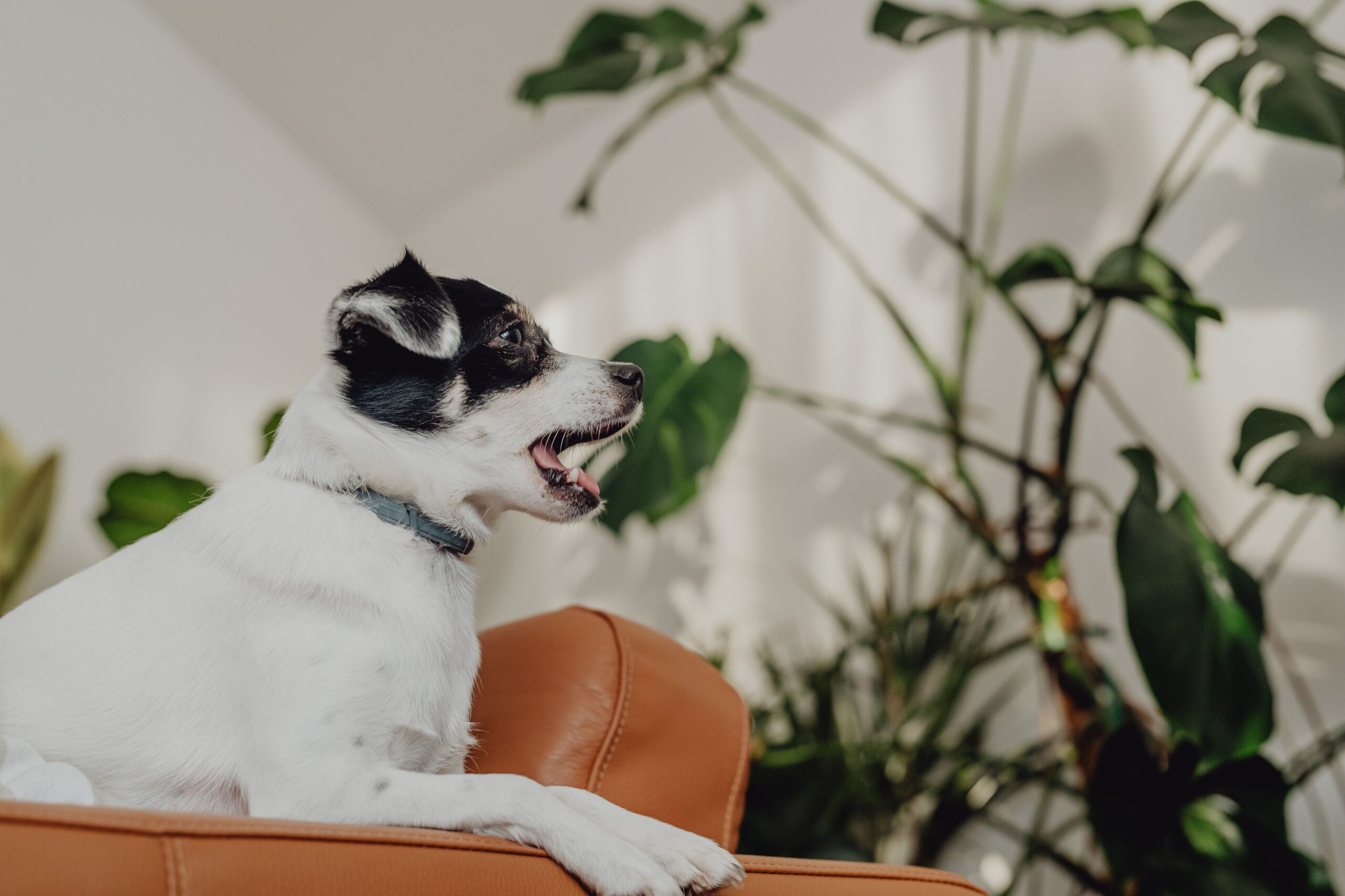 Dog bit someone in your rental and no renters insurance? 6 steps to take right now