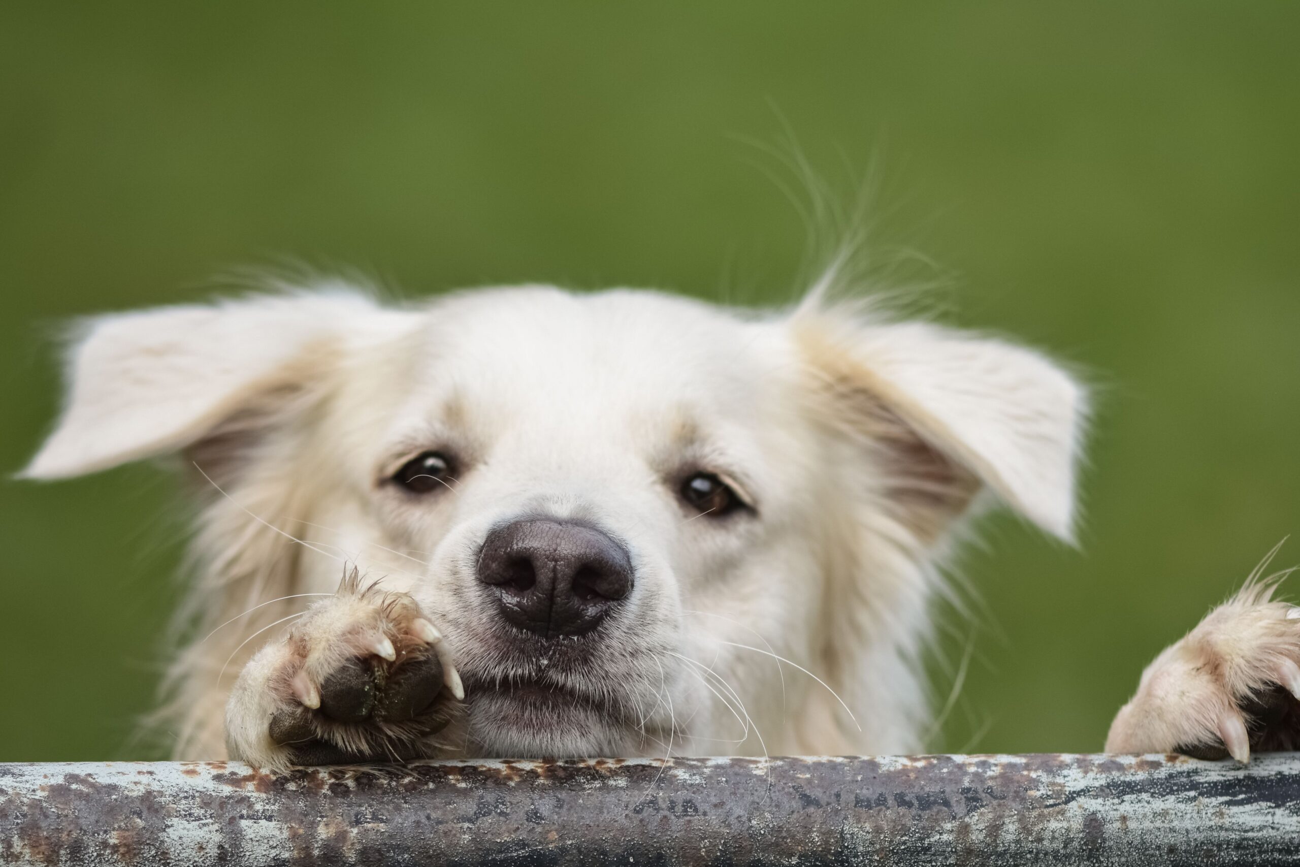 dog ear hematoma