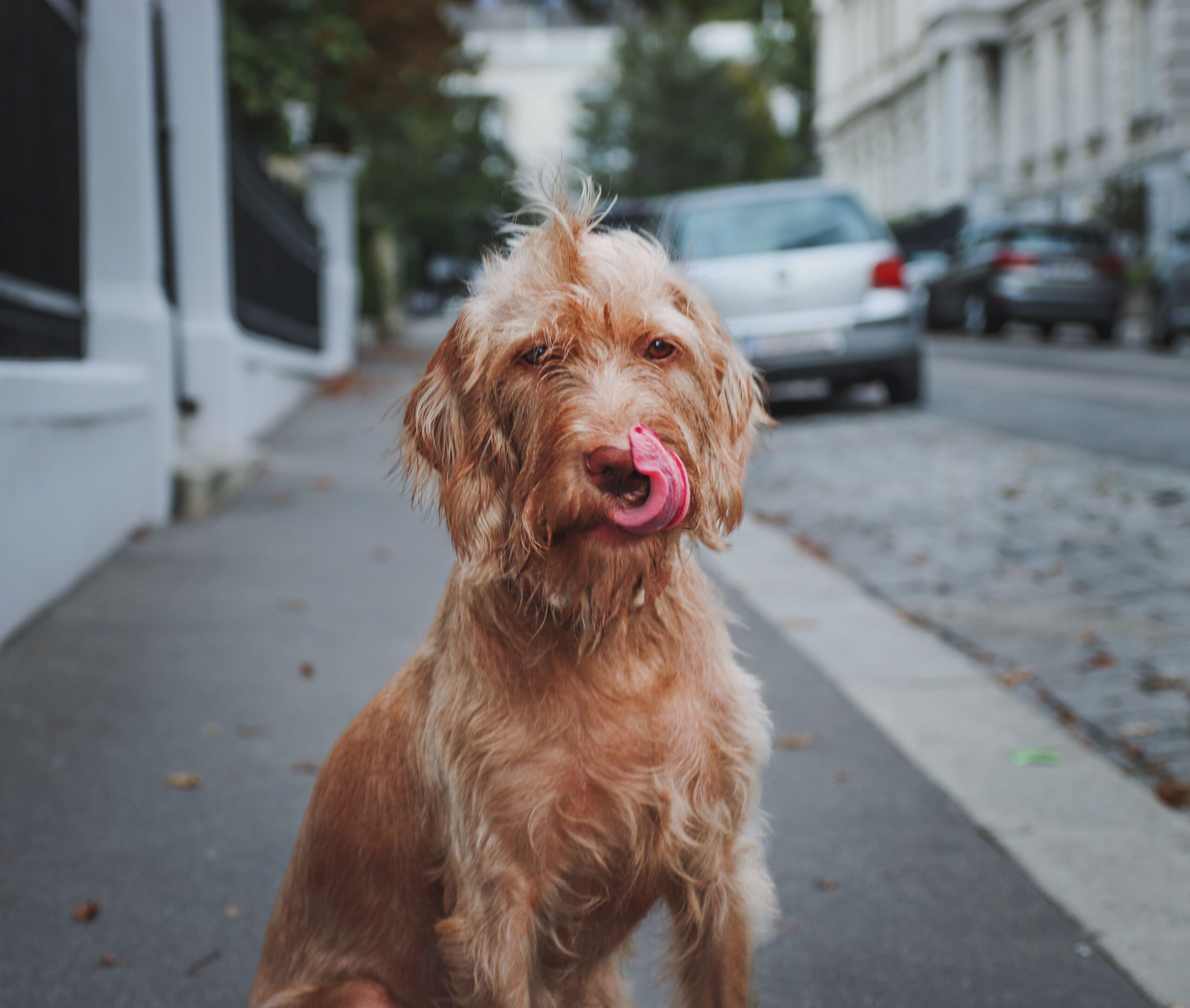 Acid Reflux in Dogs