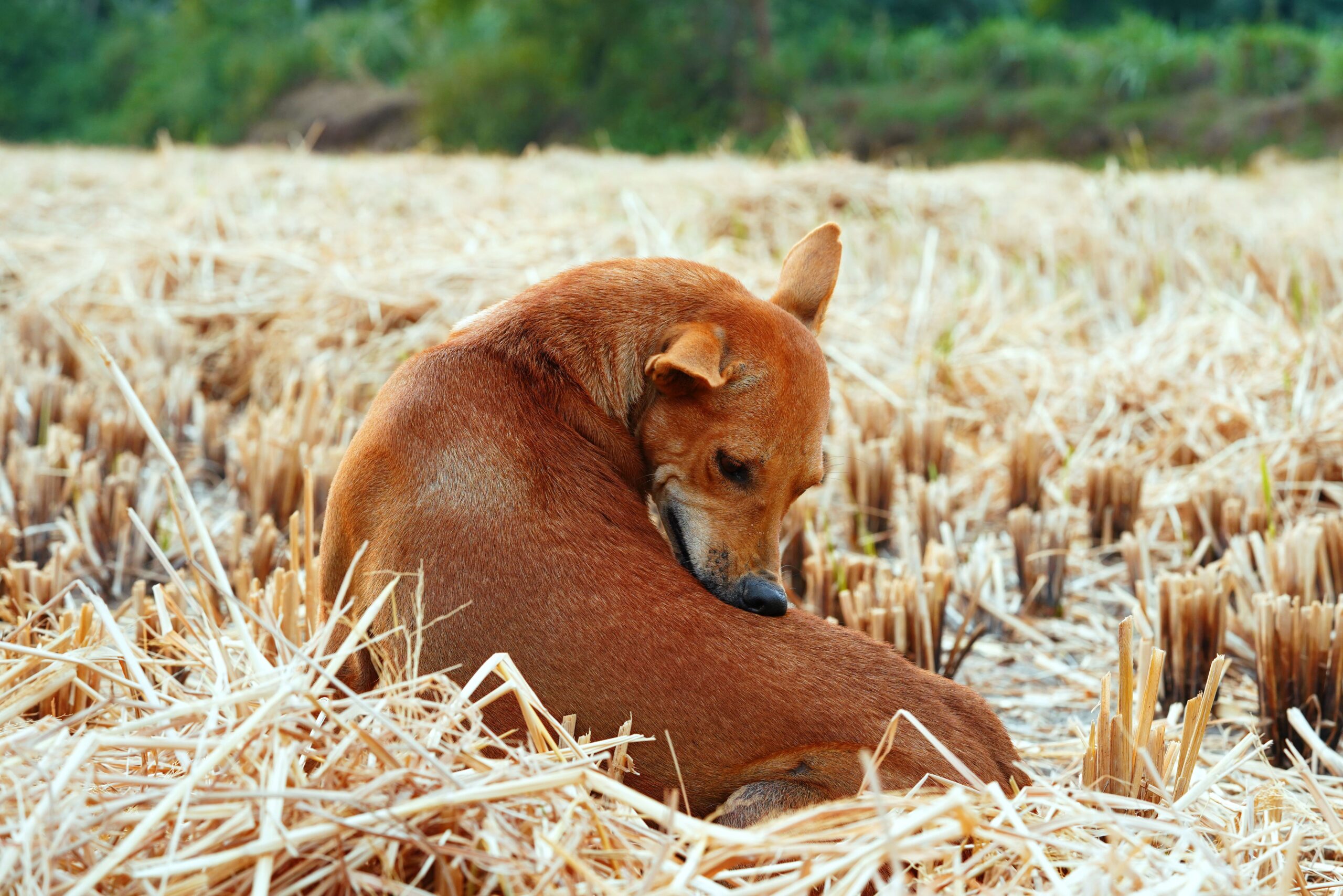 demodectic mange