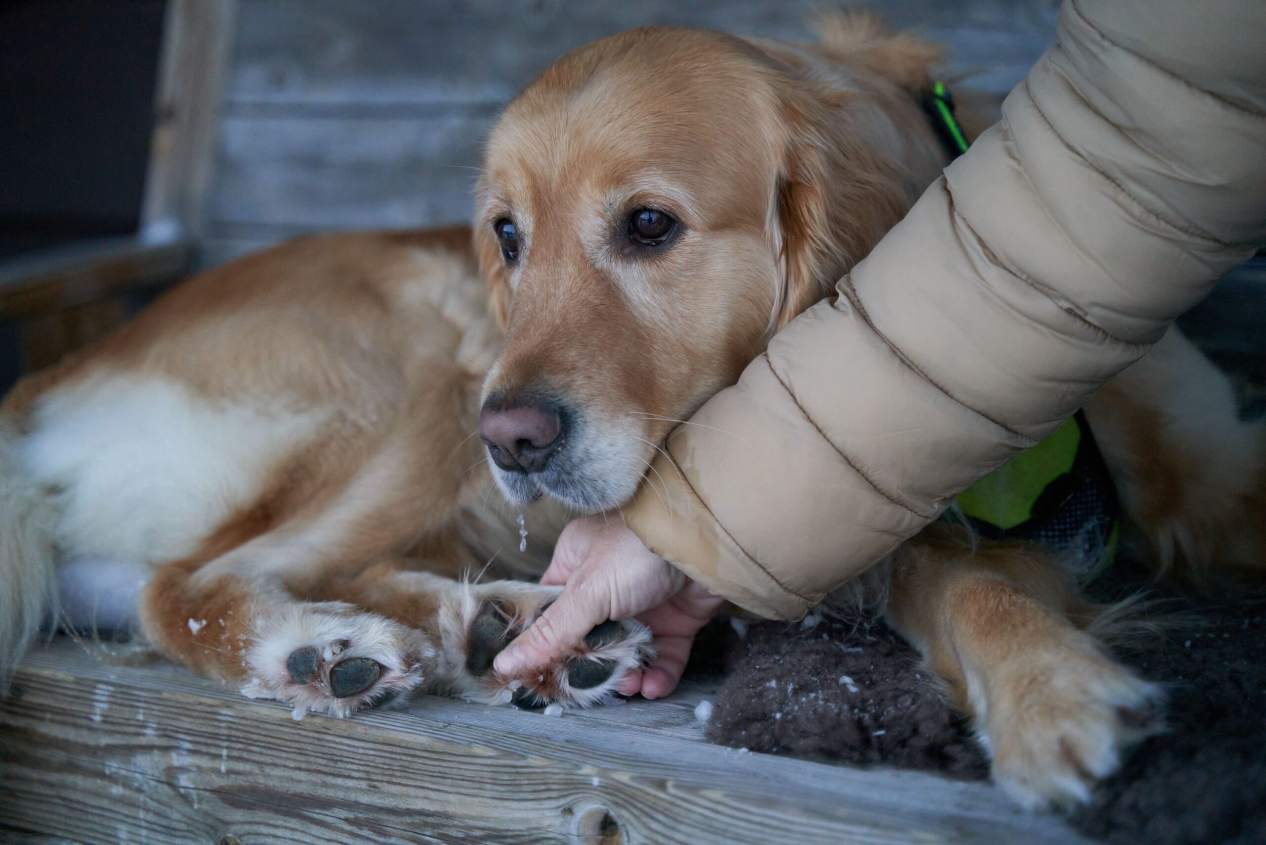 Hypothermia in Dogs