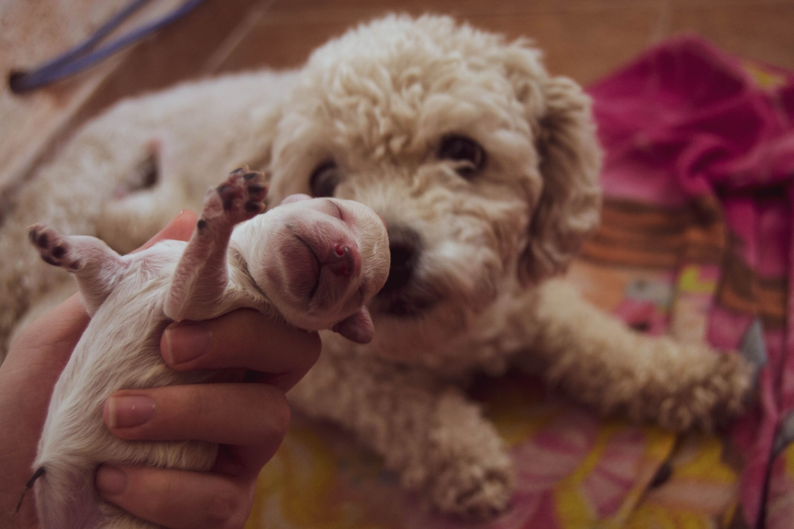 dog giving birth