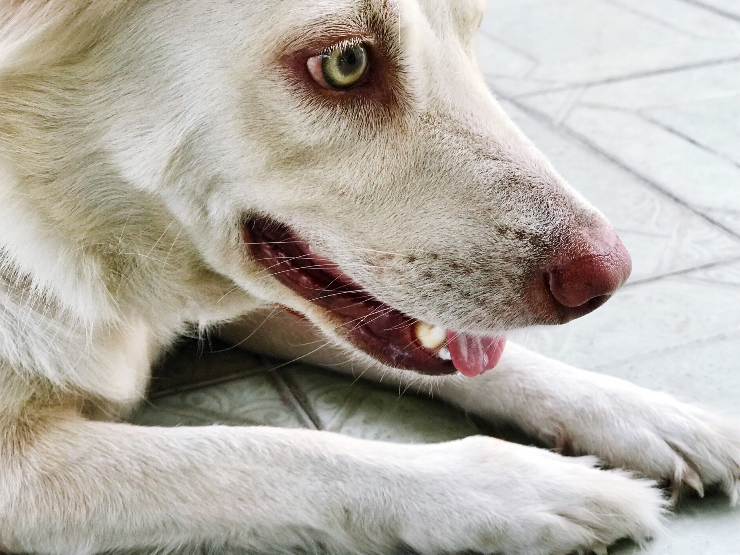 dog abscess