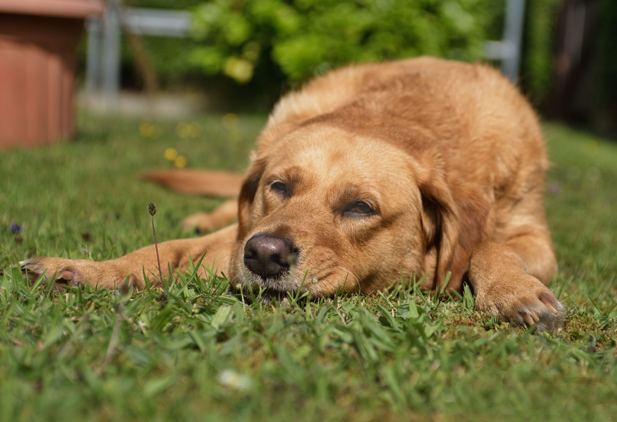 anemia in dogs