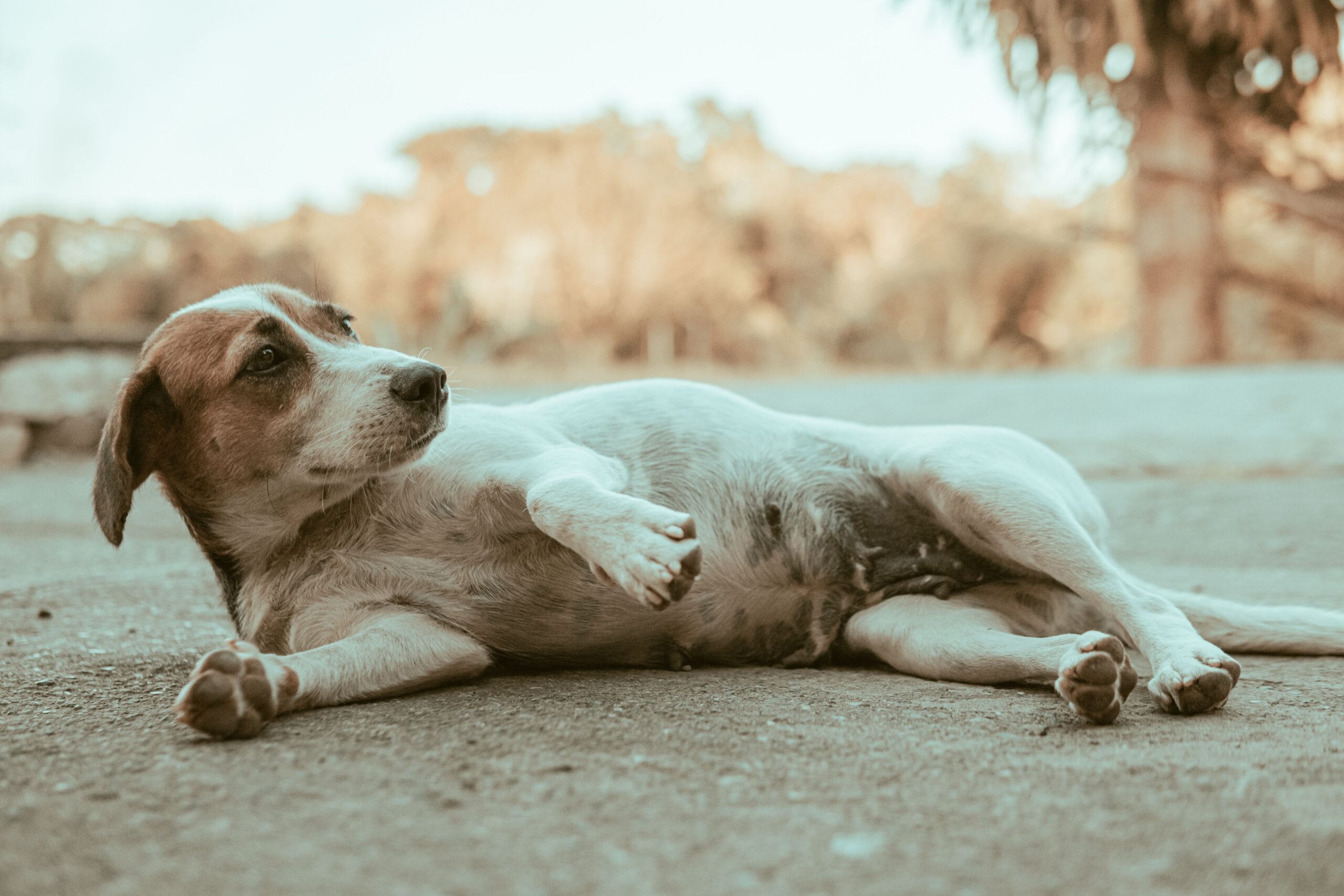 ascites in dogs