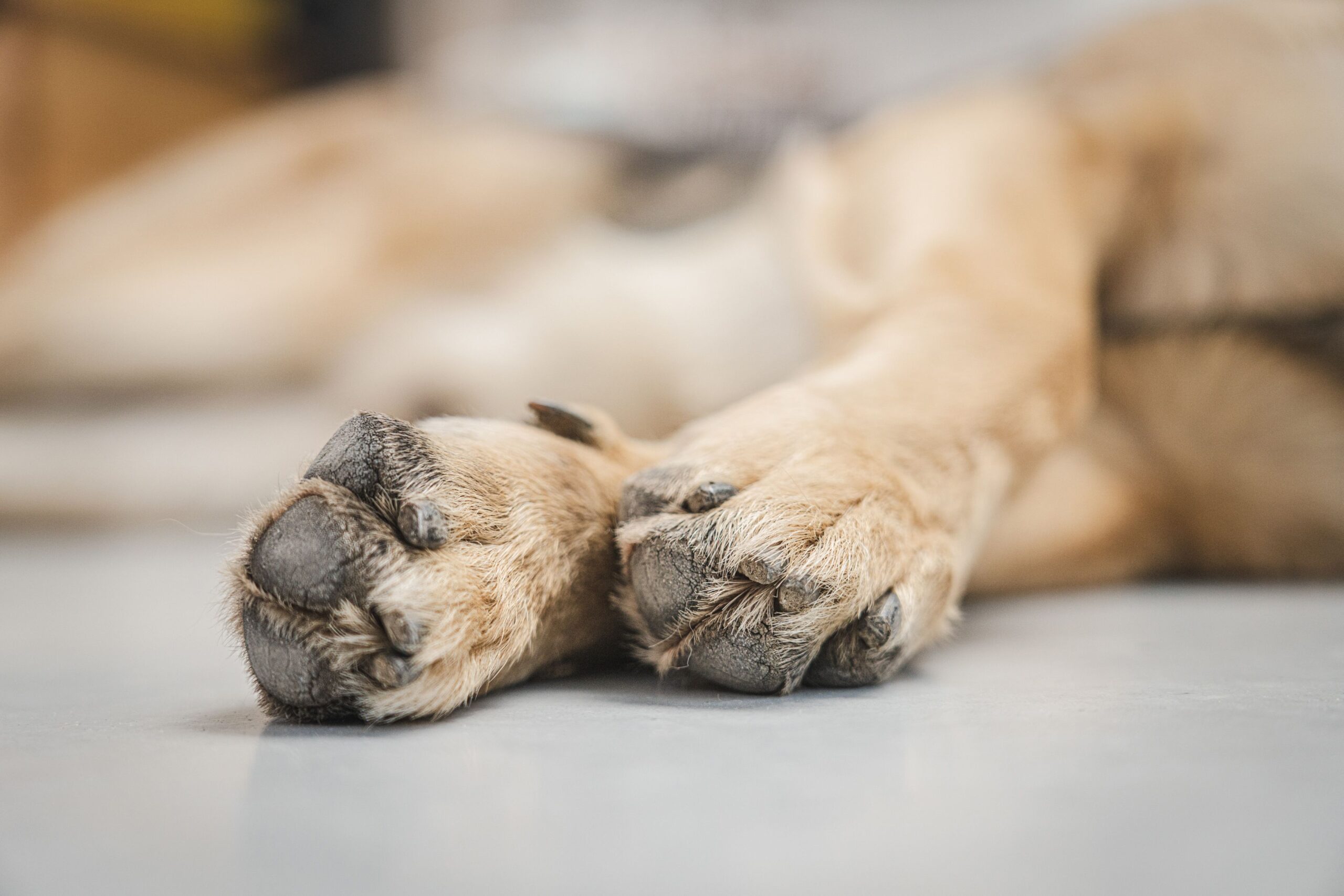 Pododermatitis in dogs