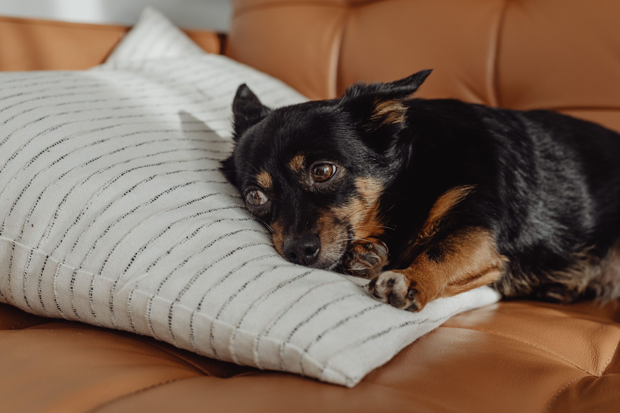 Salmonella in Dogs