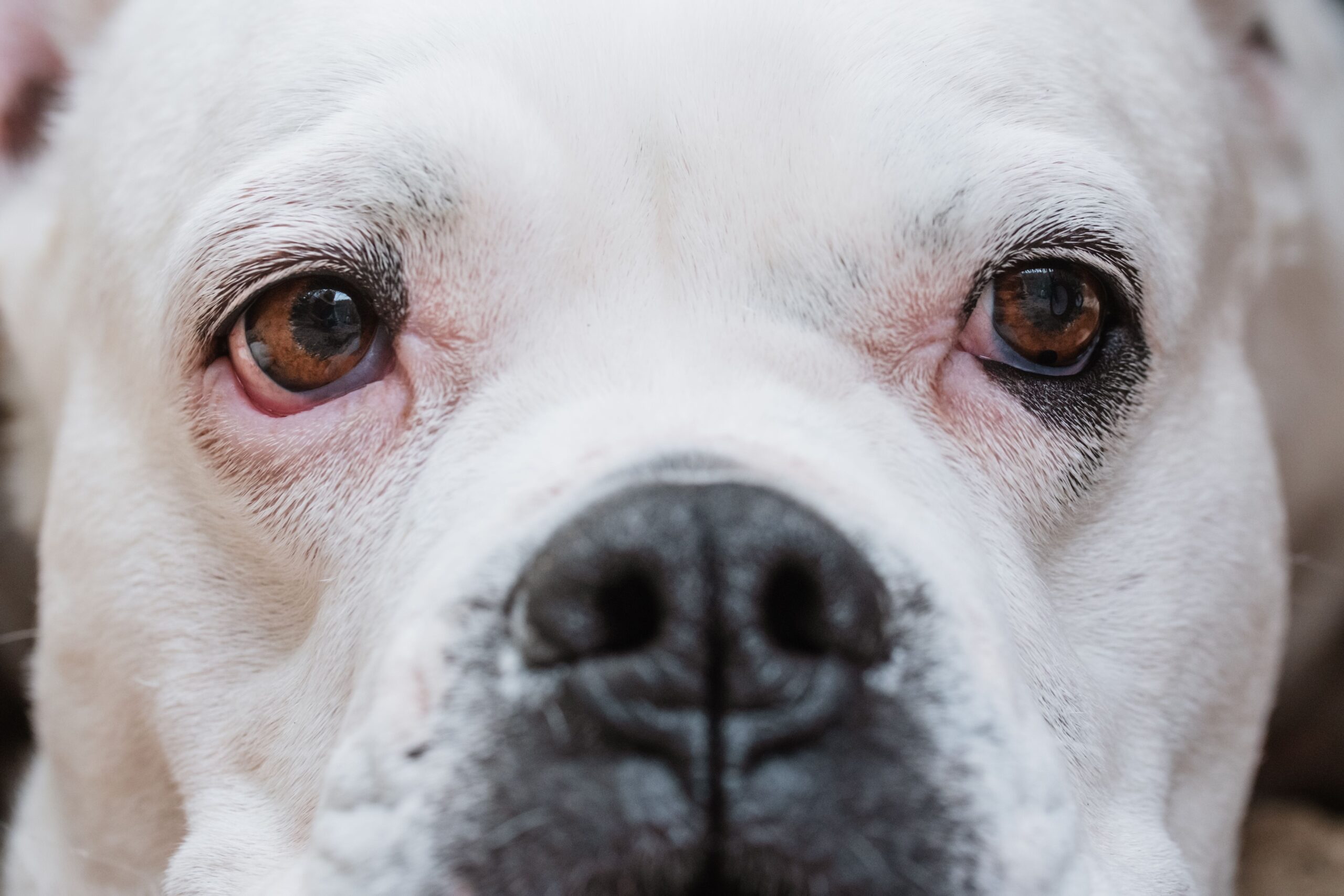 Keratitis in Dogs