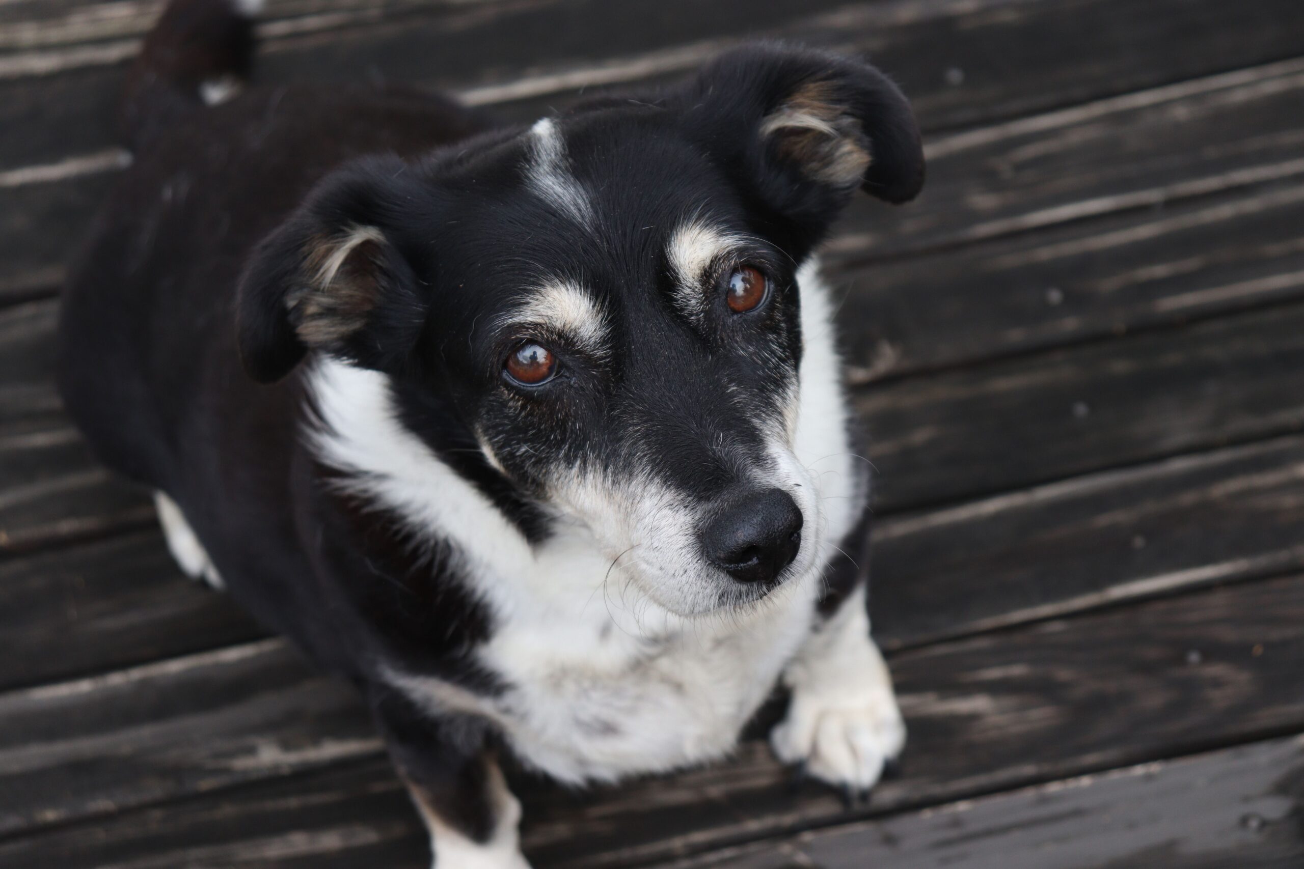 high cholesterol in dogs