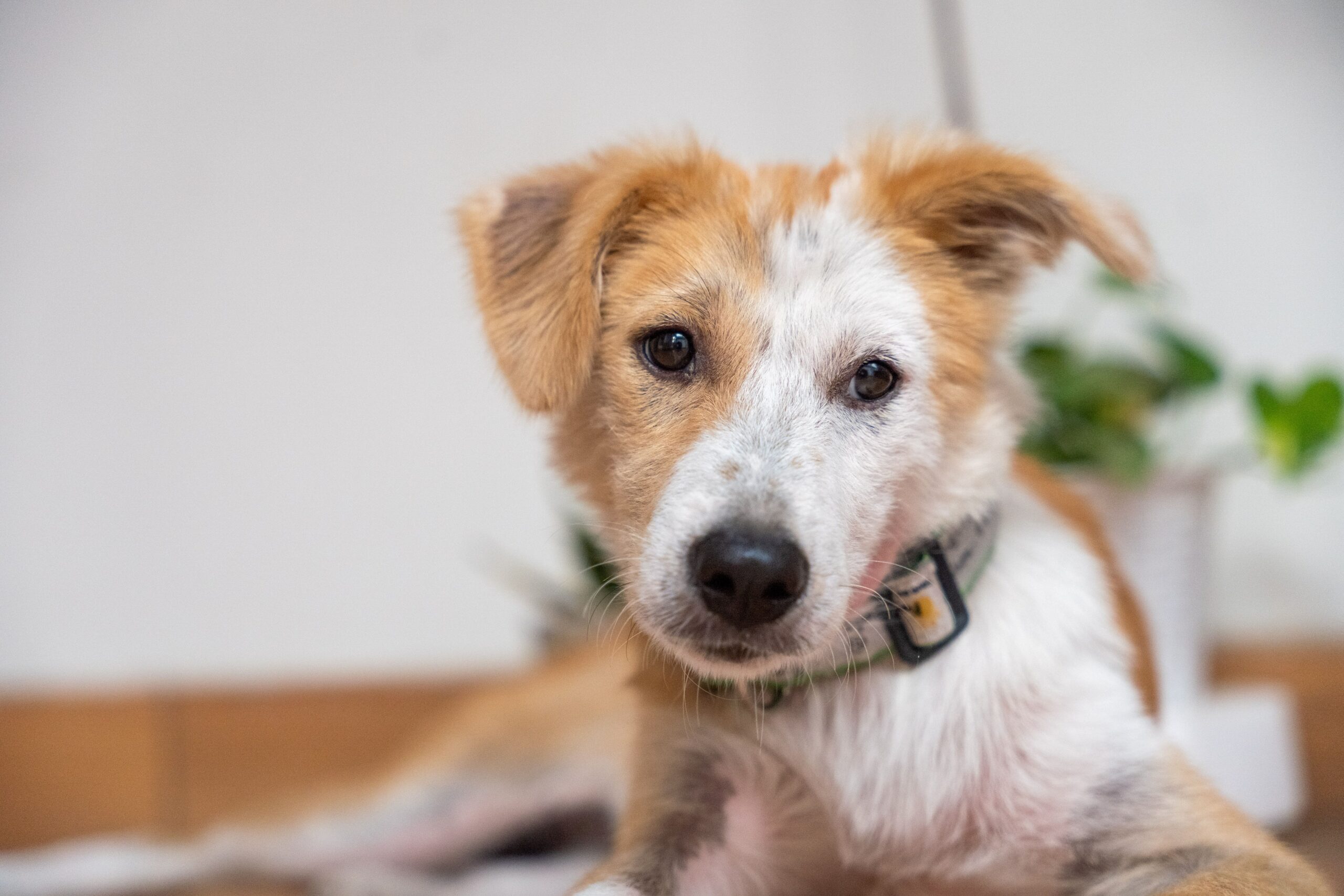 sarcoptic mange in dogs