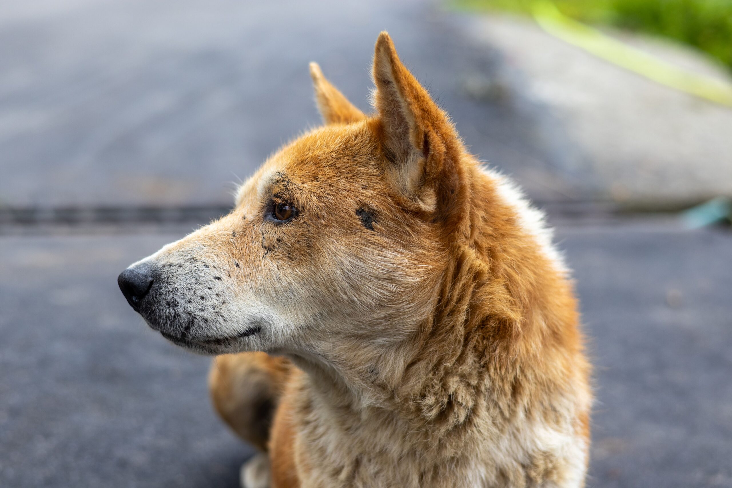 mange in dogs