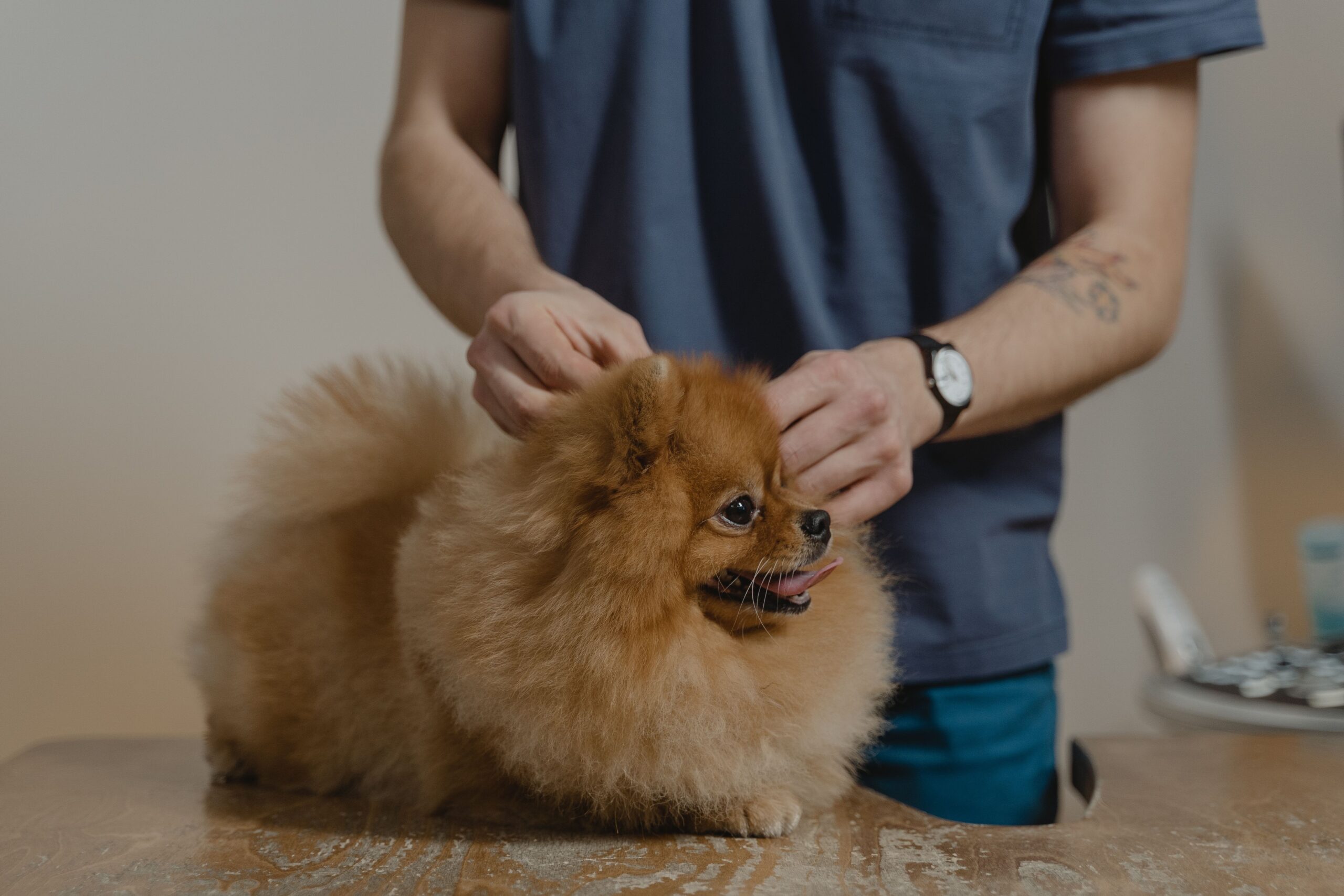tick paralysis in dogs