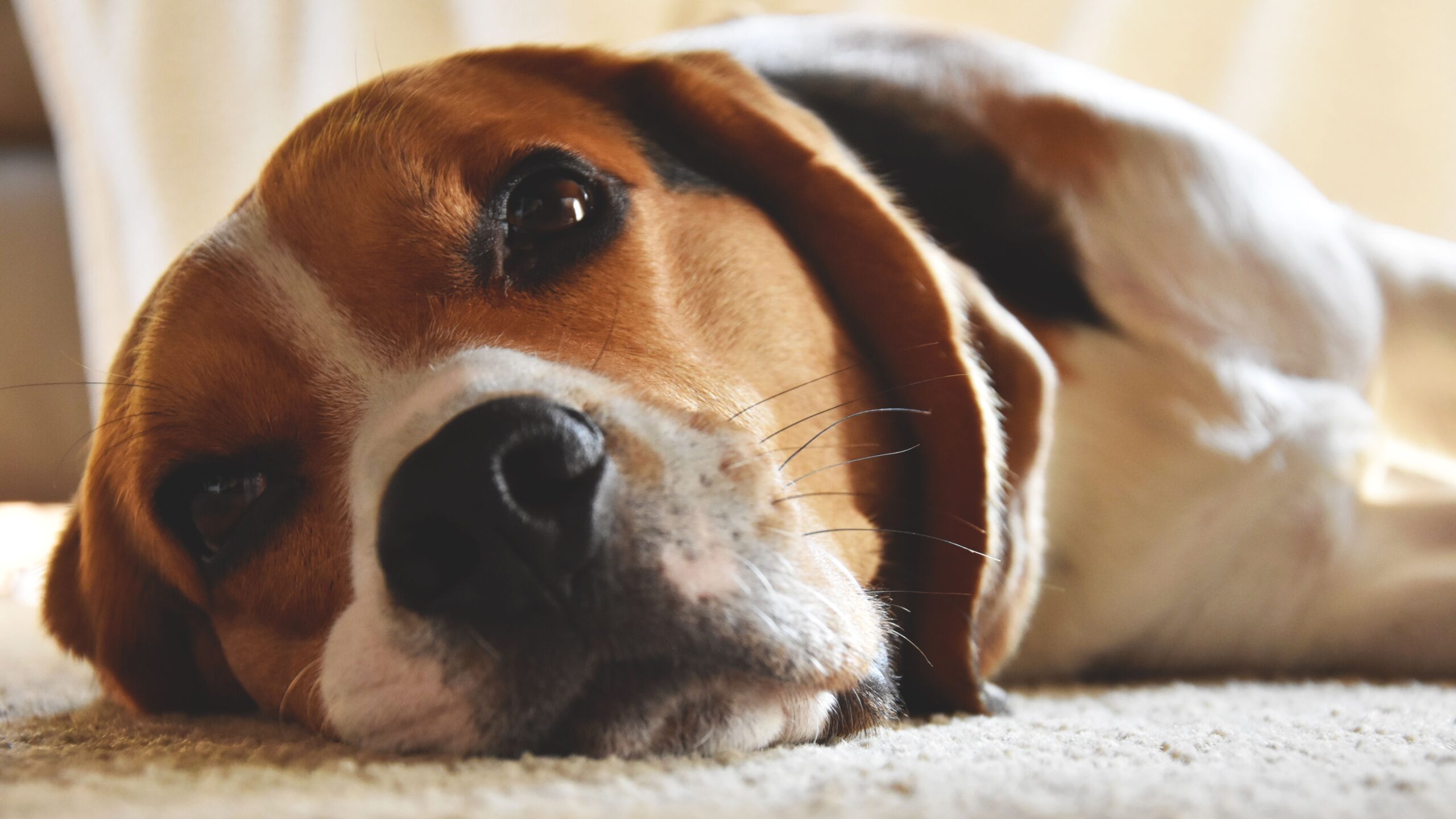 leptospirosis in dogs