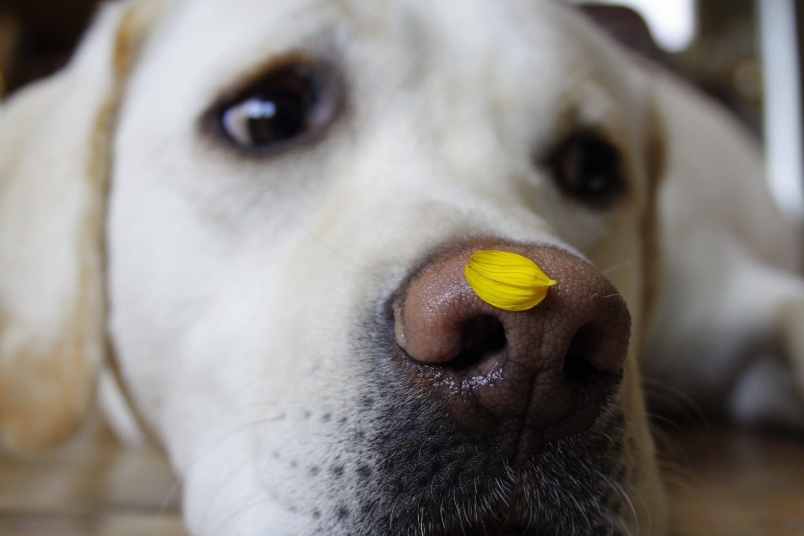 dog acne