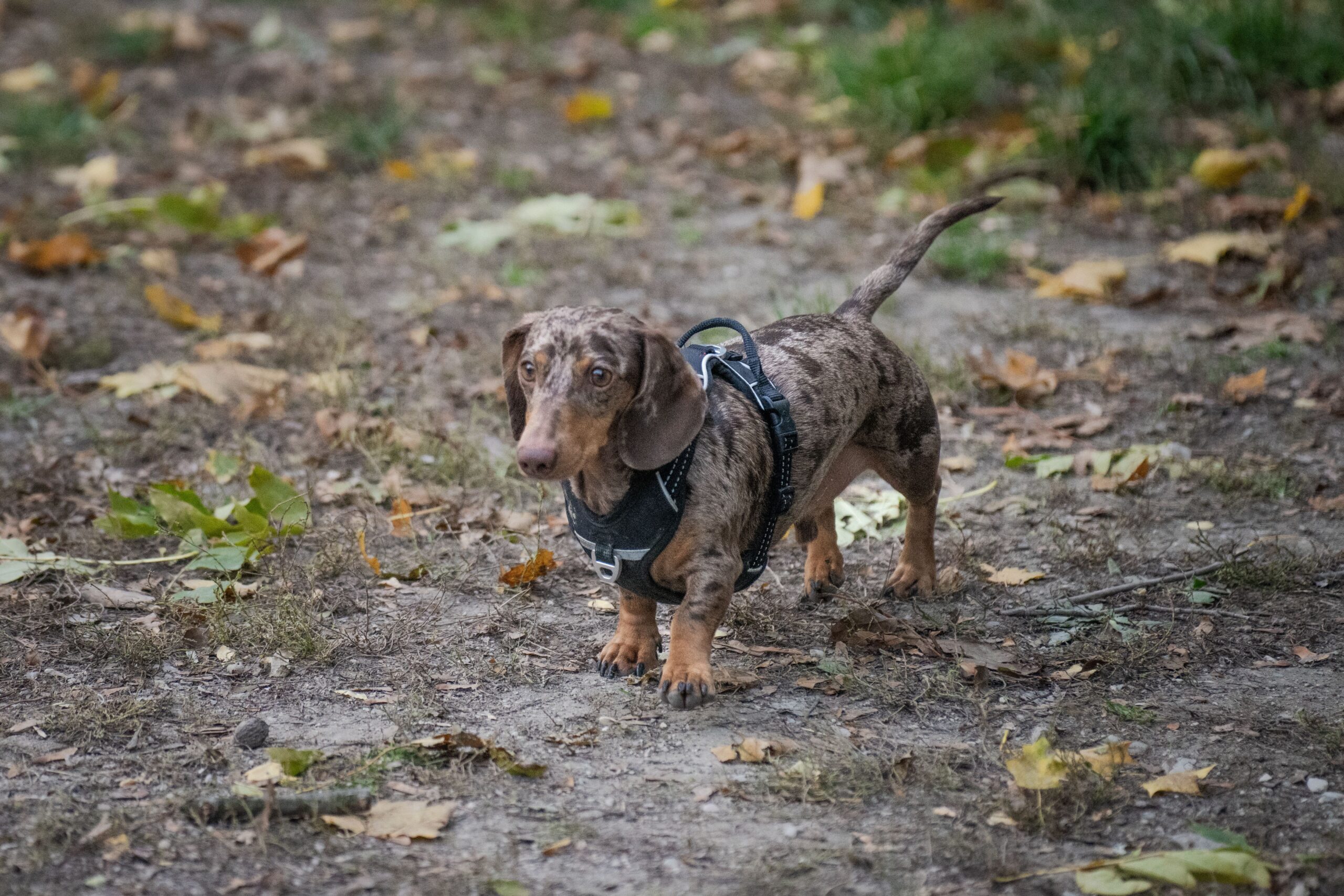 Anal Gland Cancer in Dogs