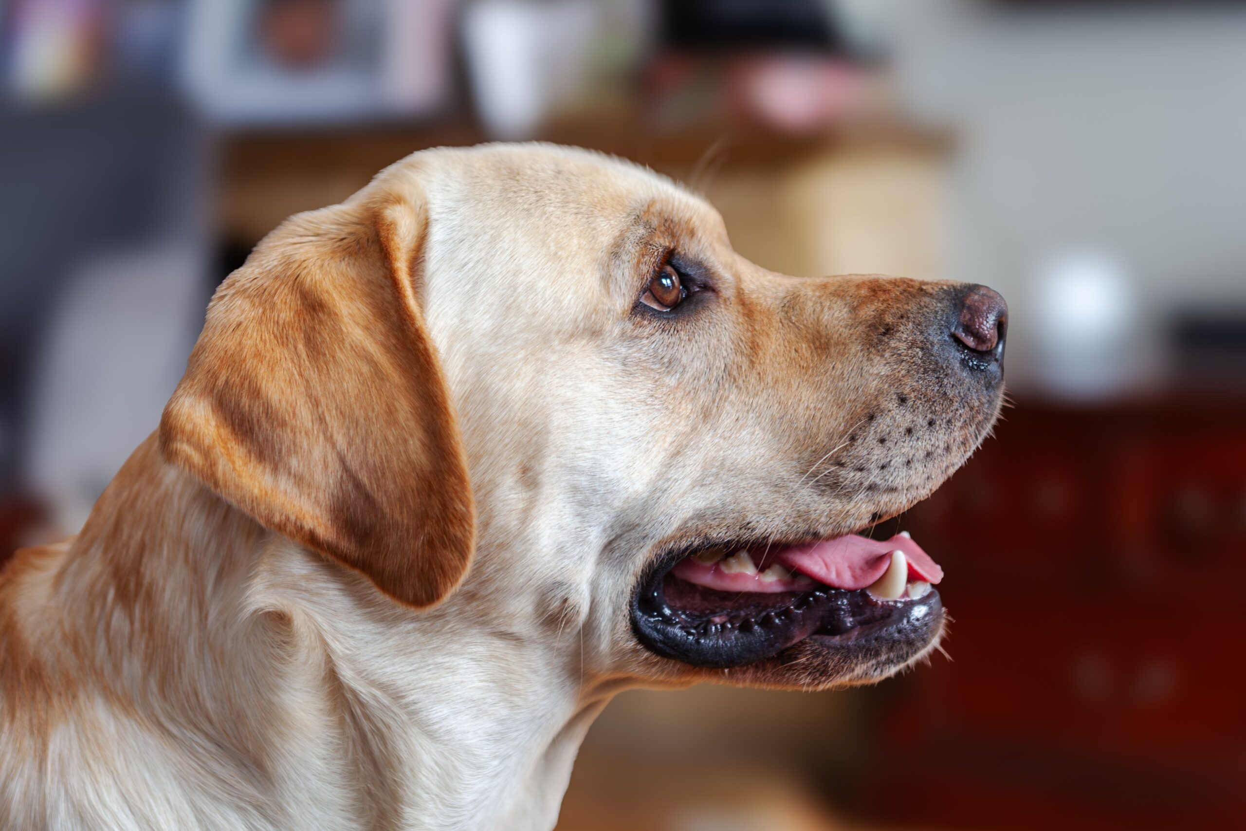 Pancreatic Cancer in Dogs