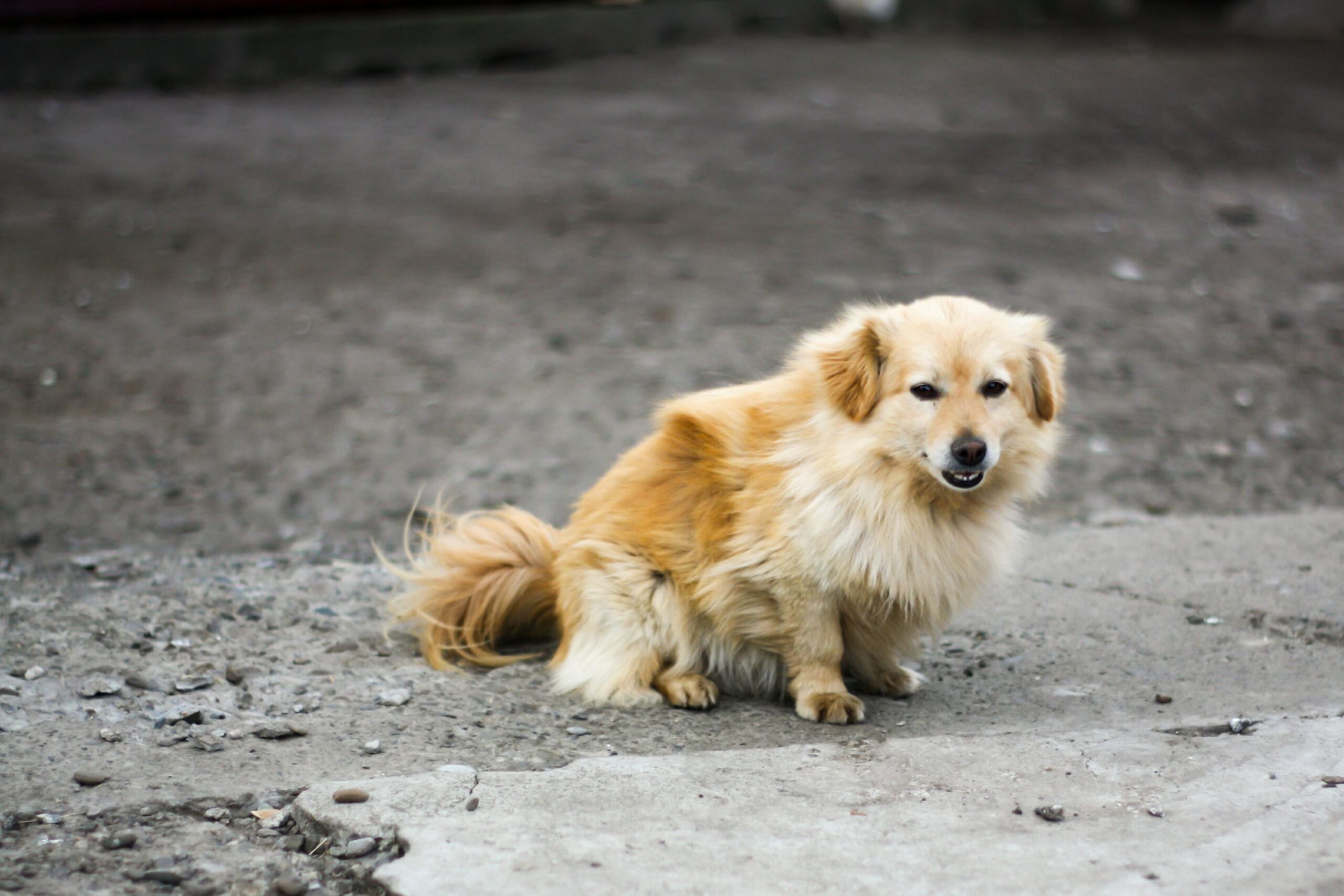 crystals in dog urine