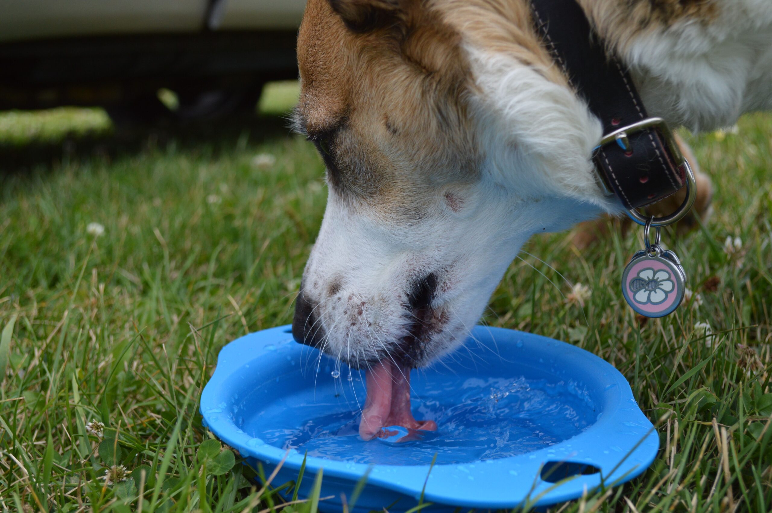 Diabetes Insipidus in Dogs