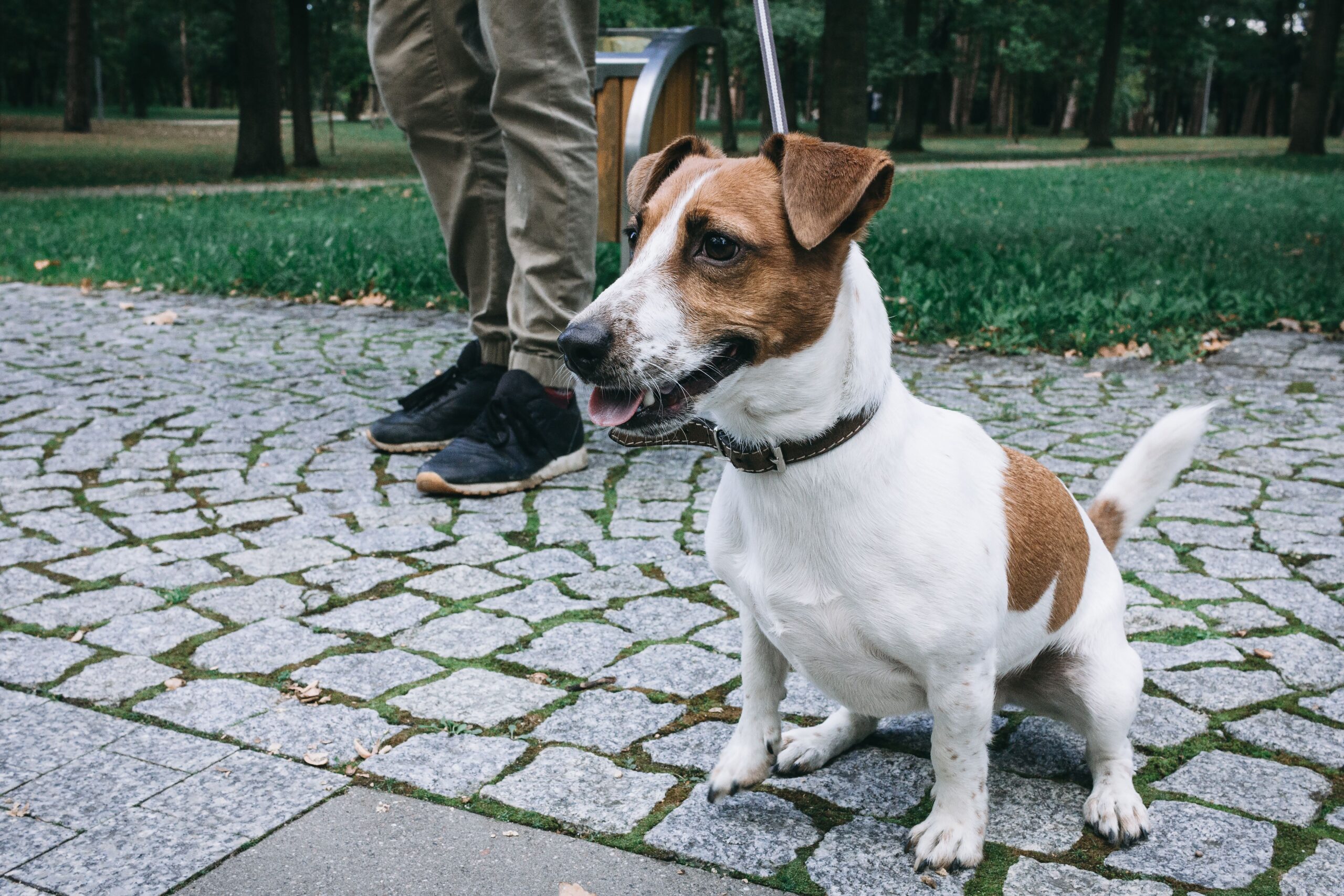 Spleen Cancer in Dogs
