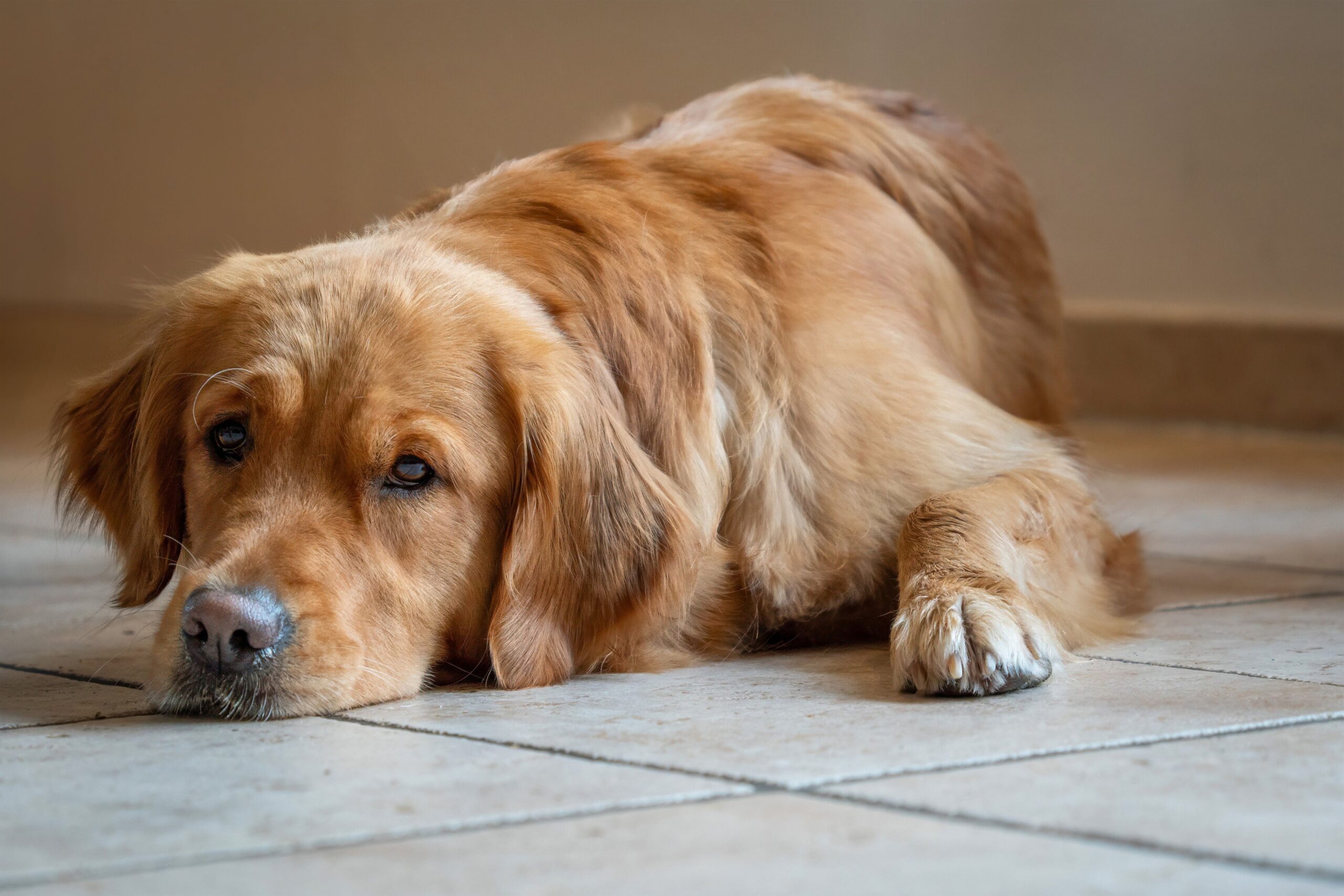 IBS in dogs