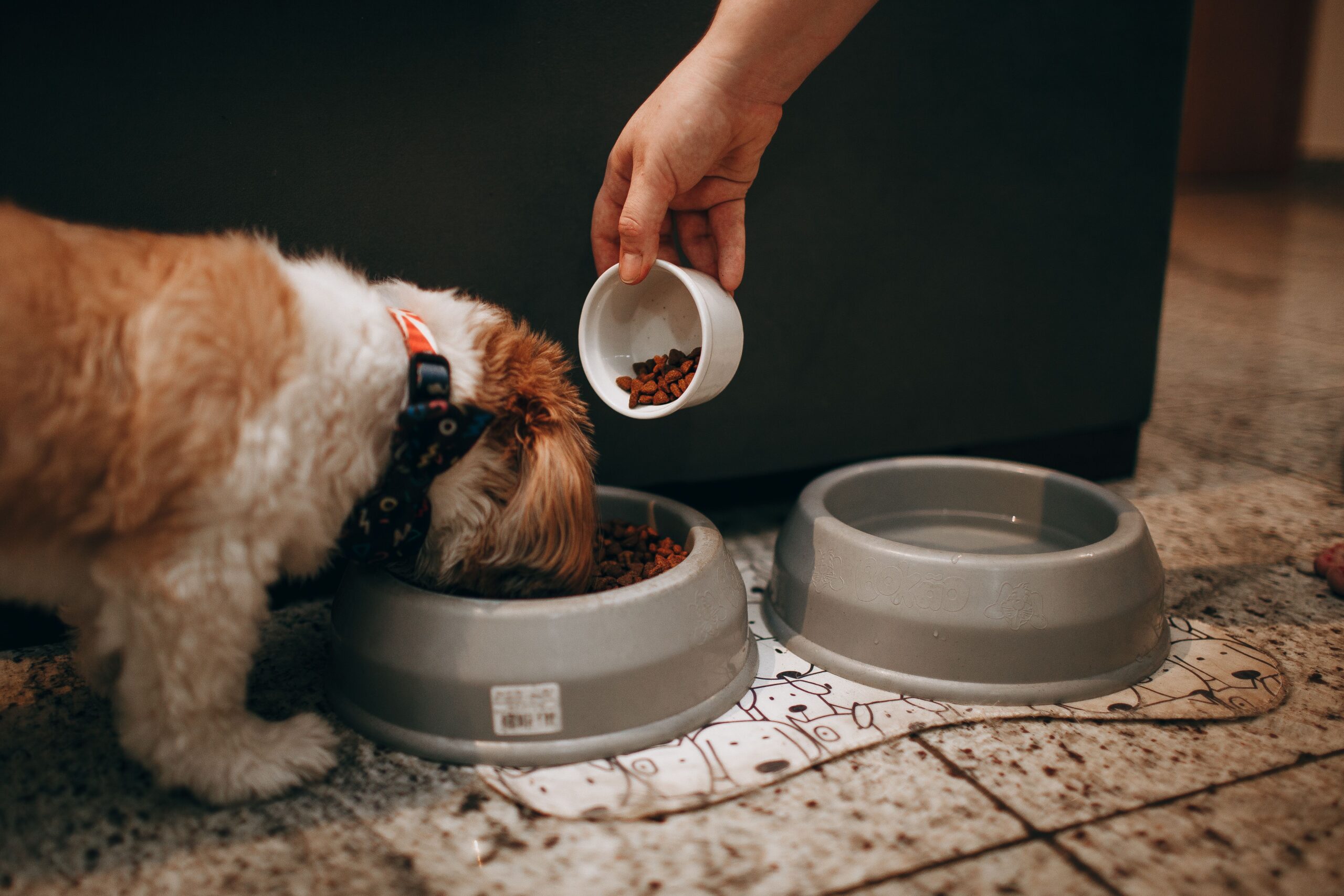 Food allergy in dogs