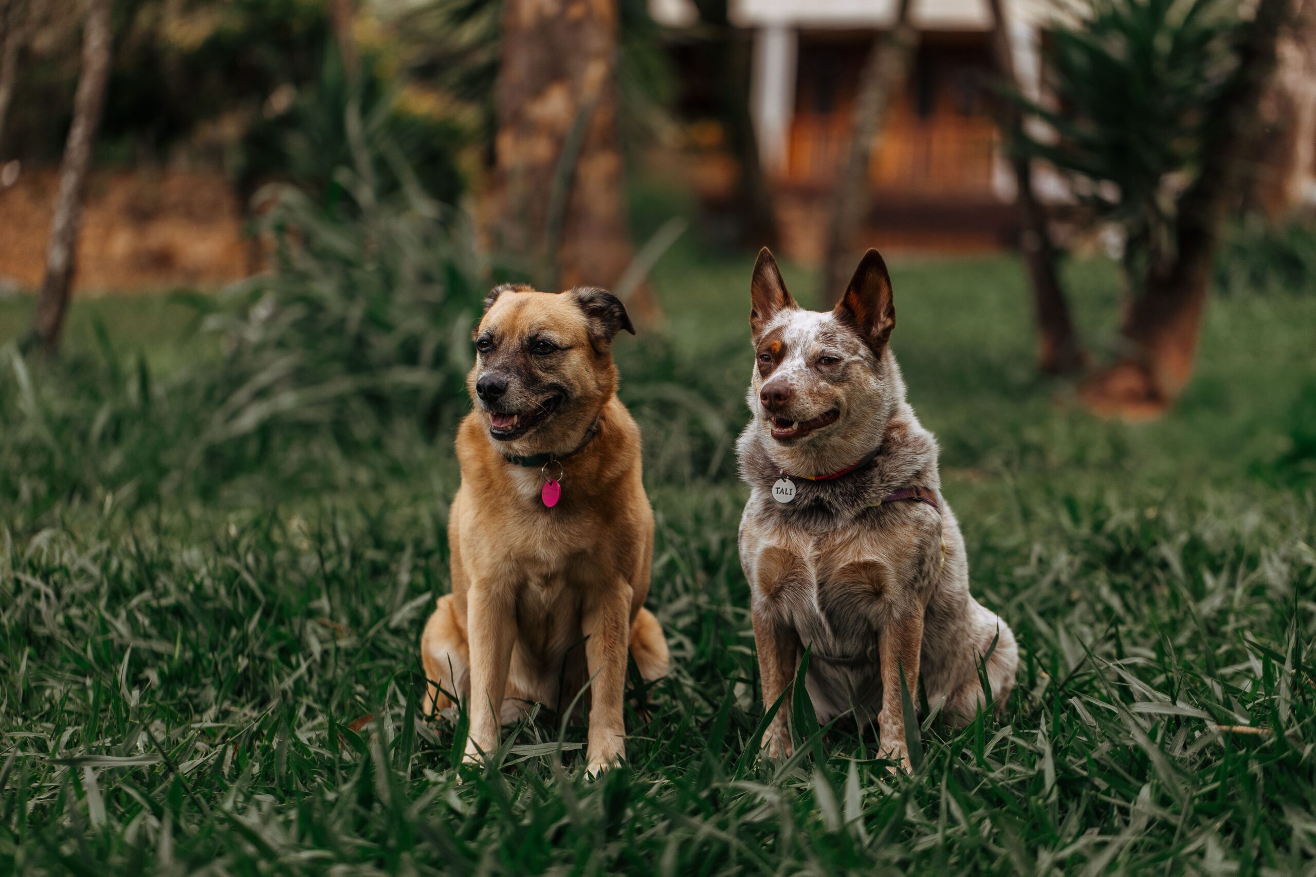 kidney stones in dogs