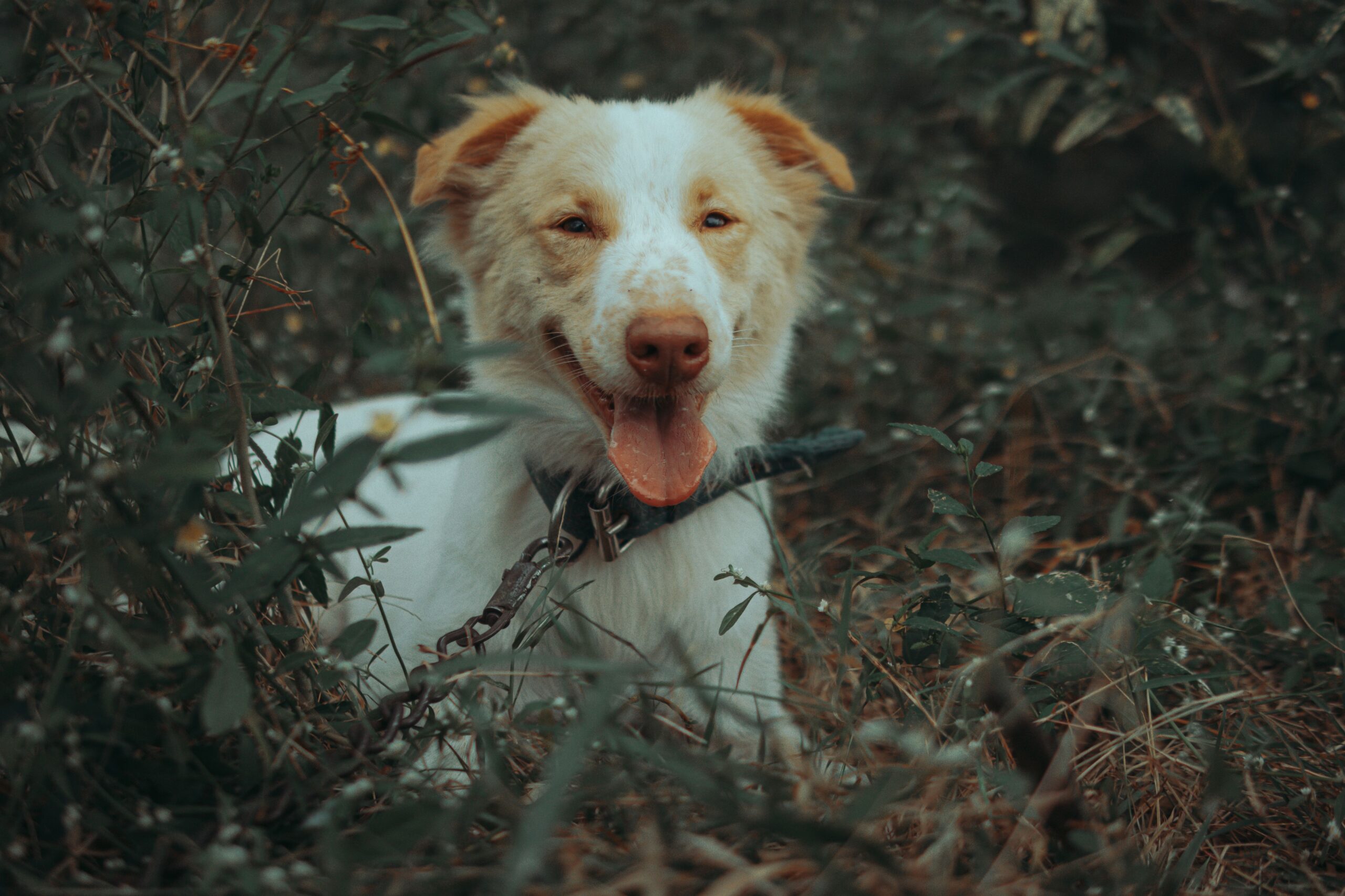 Cryptosporidium in Dogs