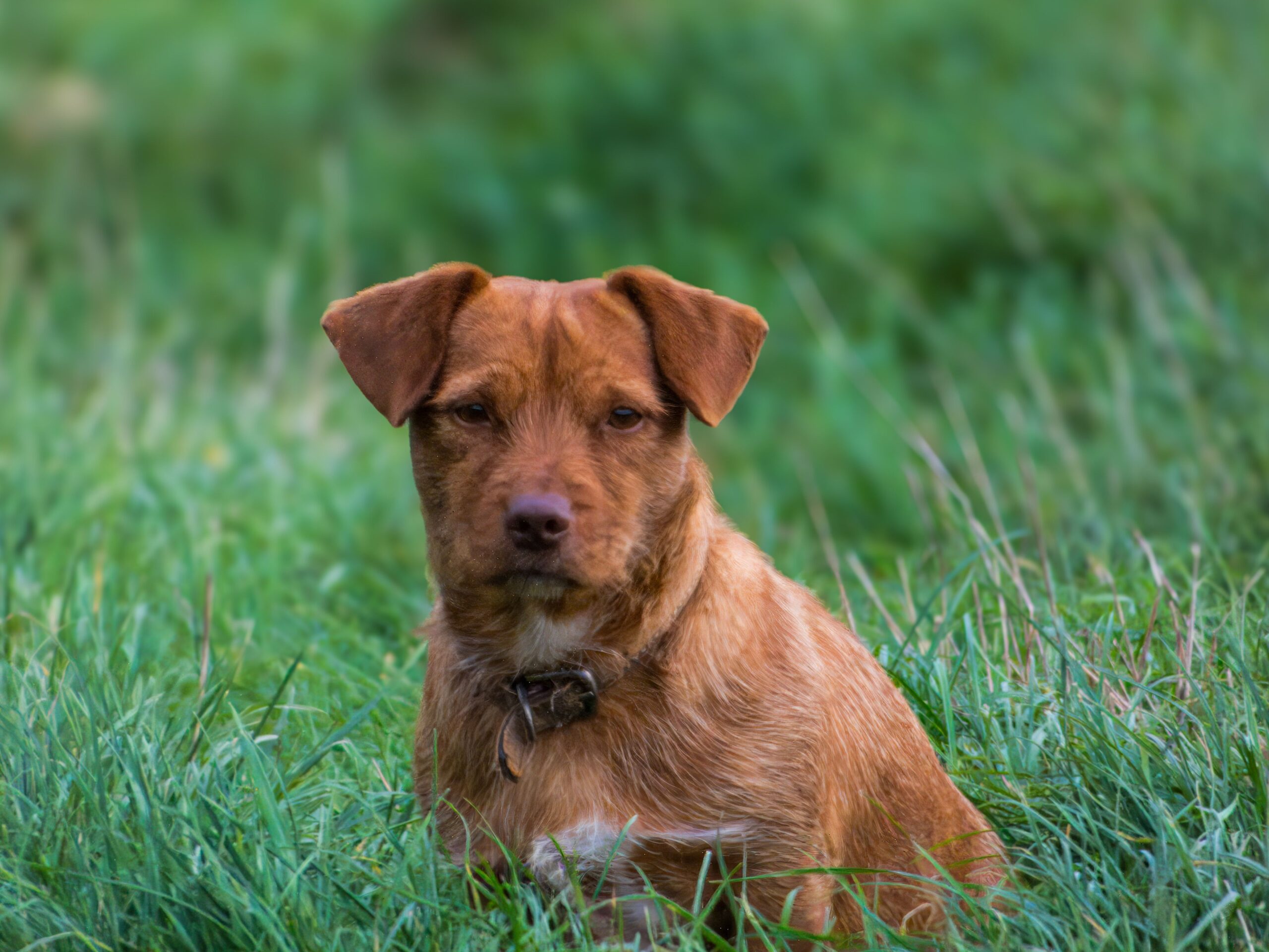 Seroma in dog