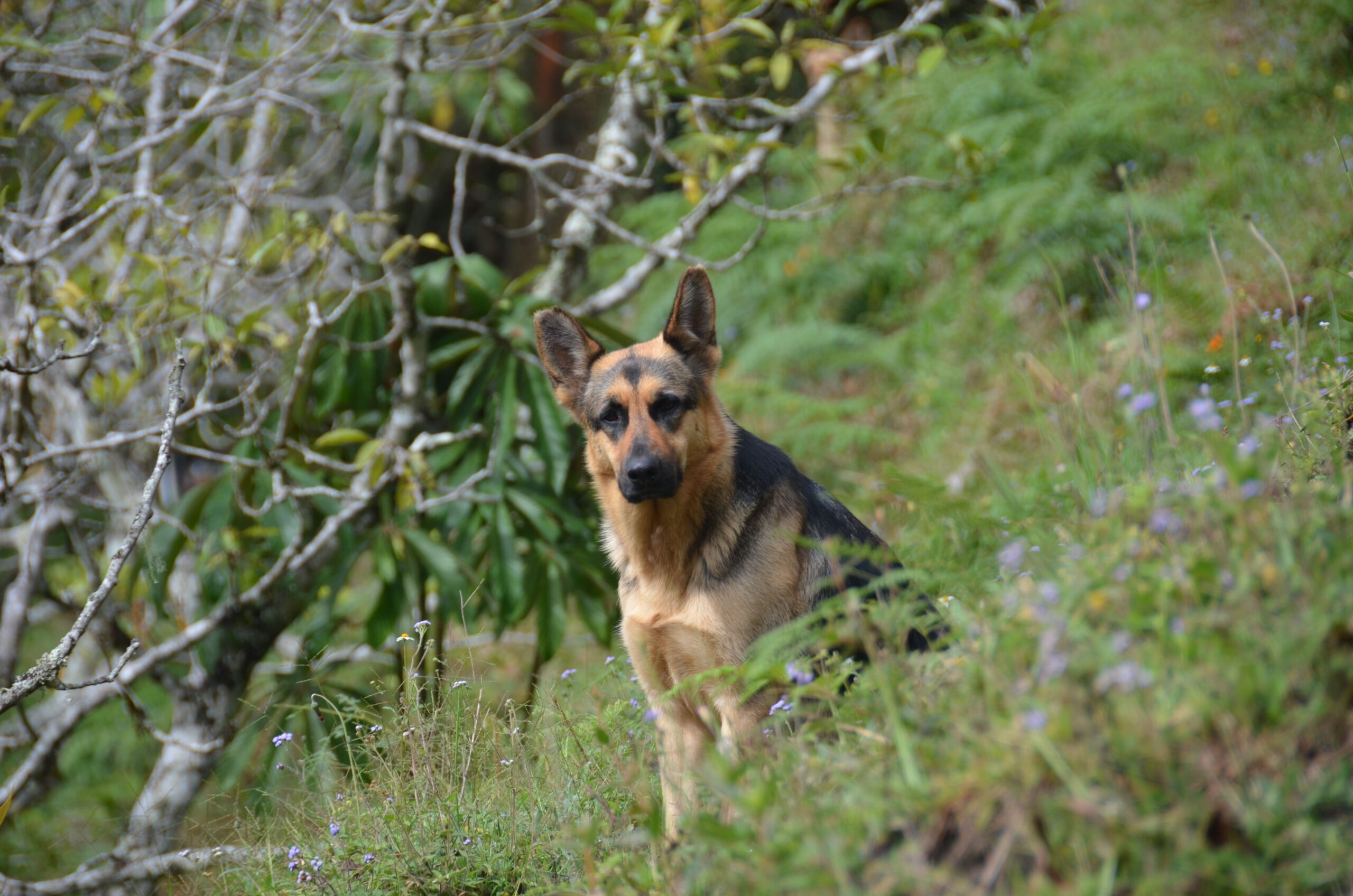 Leukemia in dogs