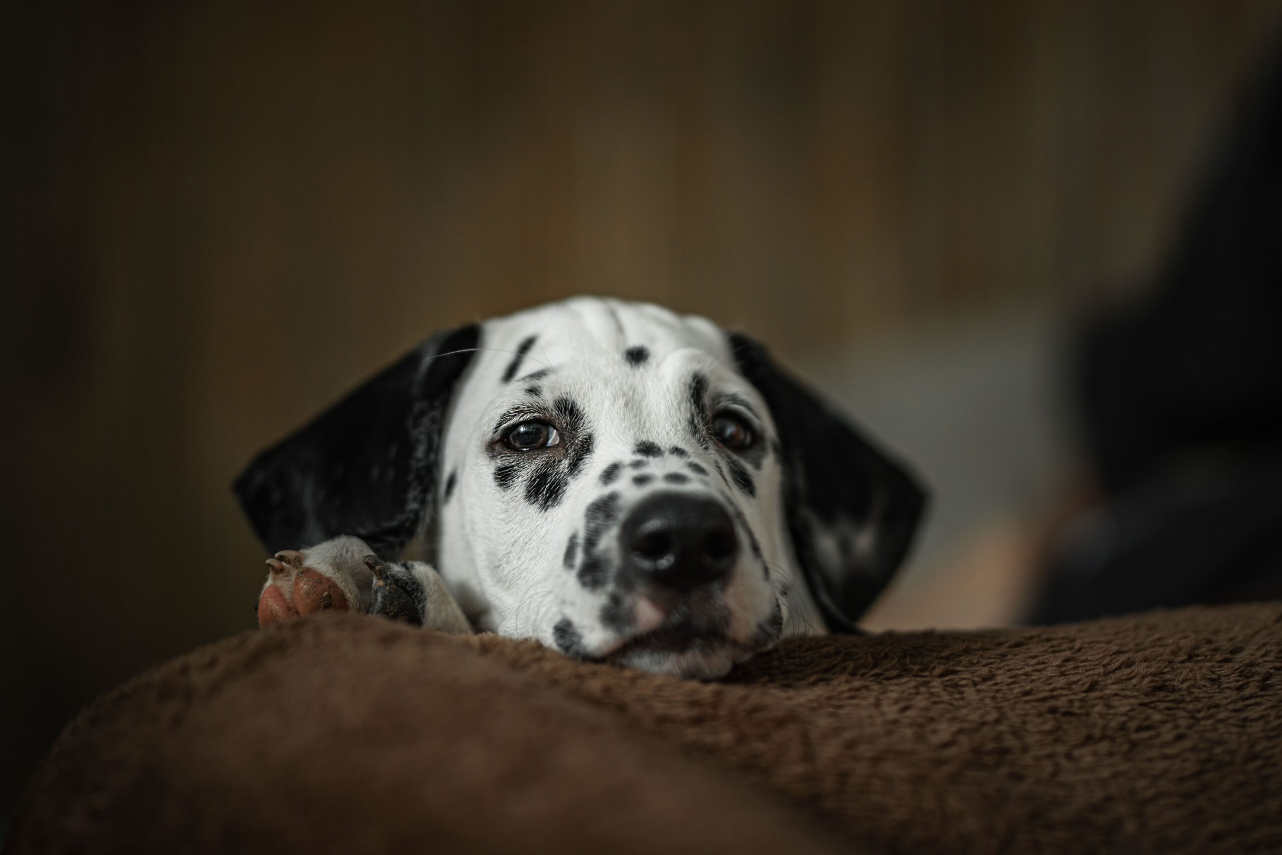 tvt in dogs