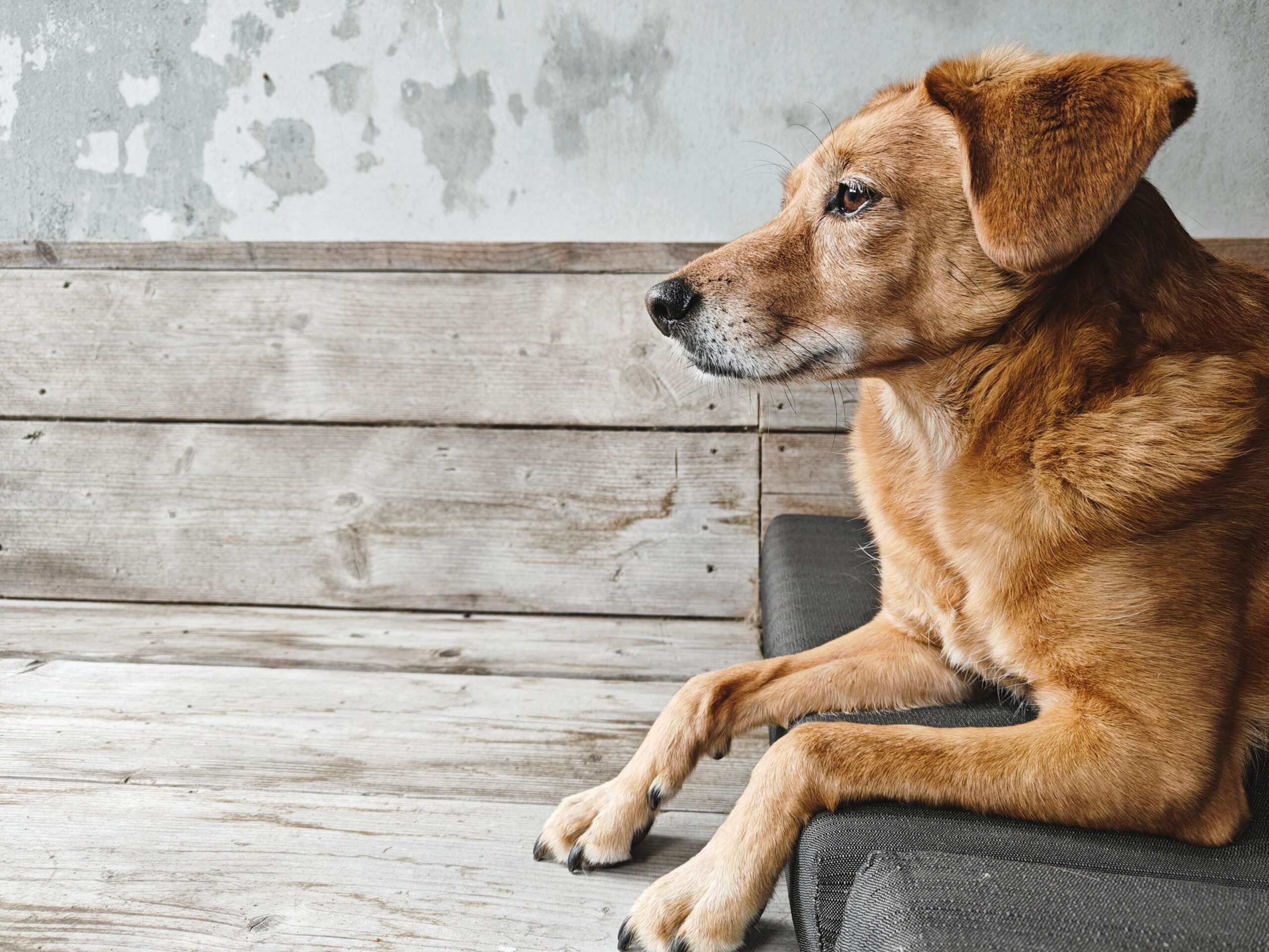 Septic Arthritis in Dogs