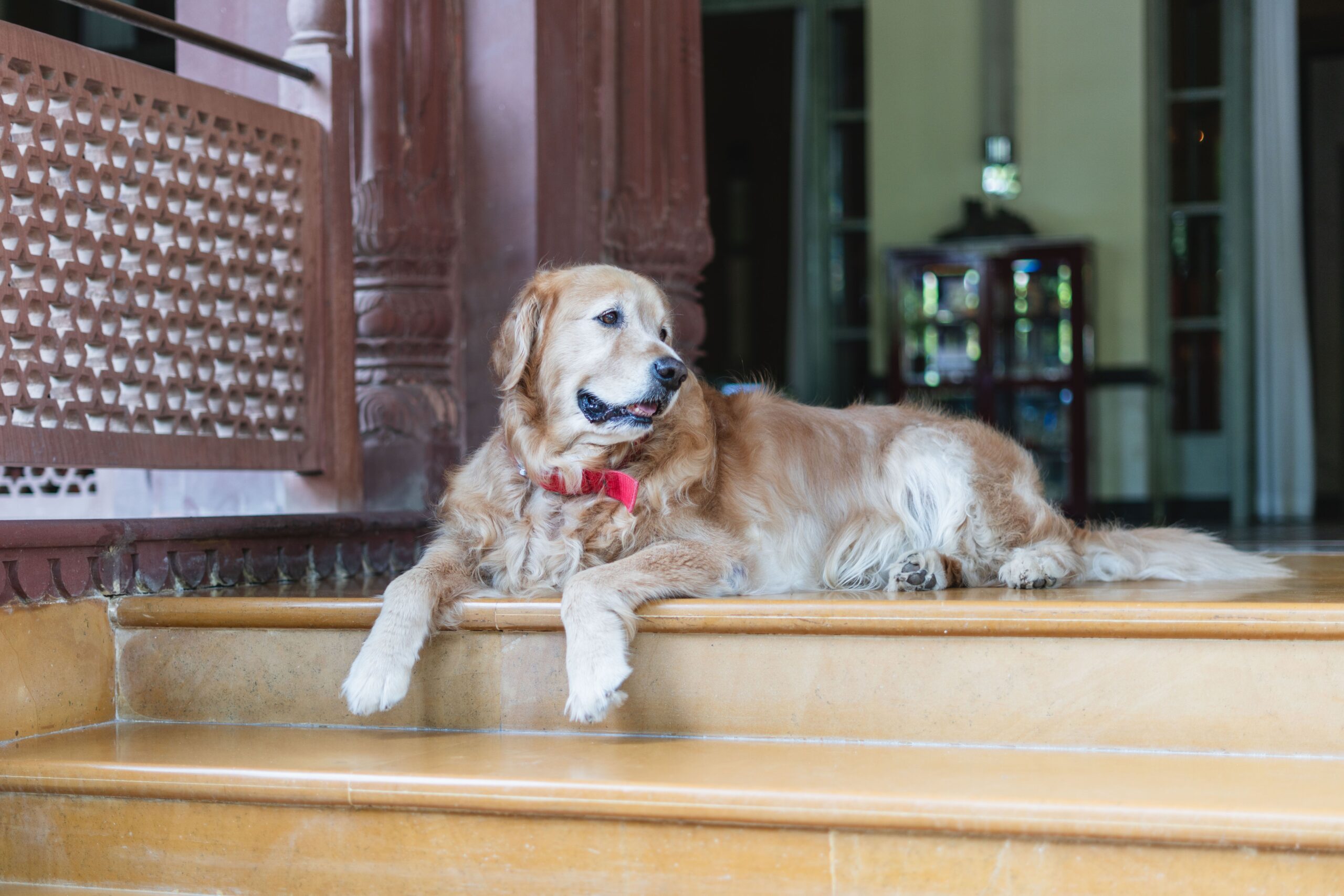 Hyperparathyroidism in Dogs