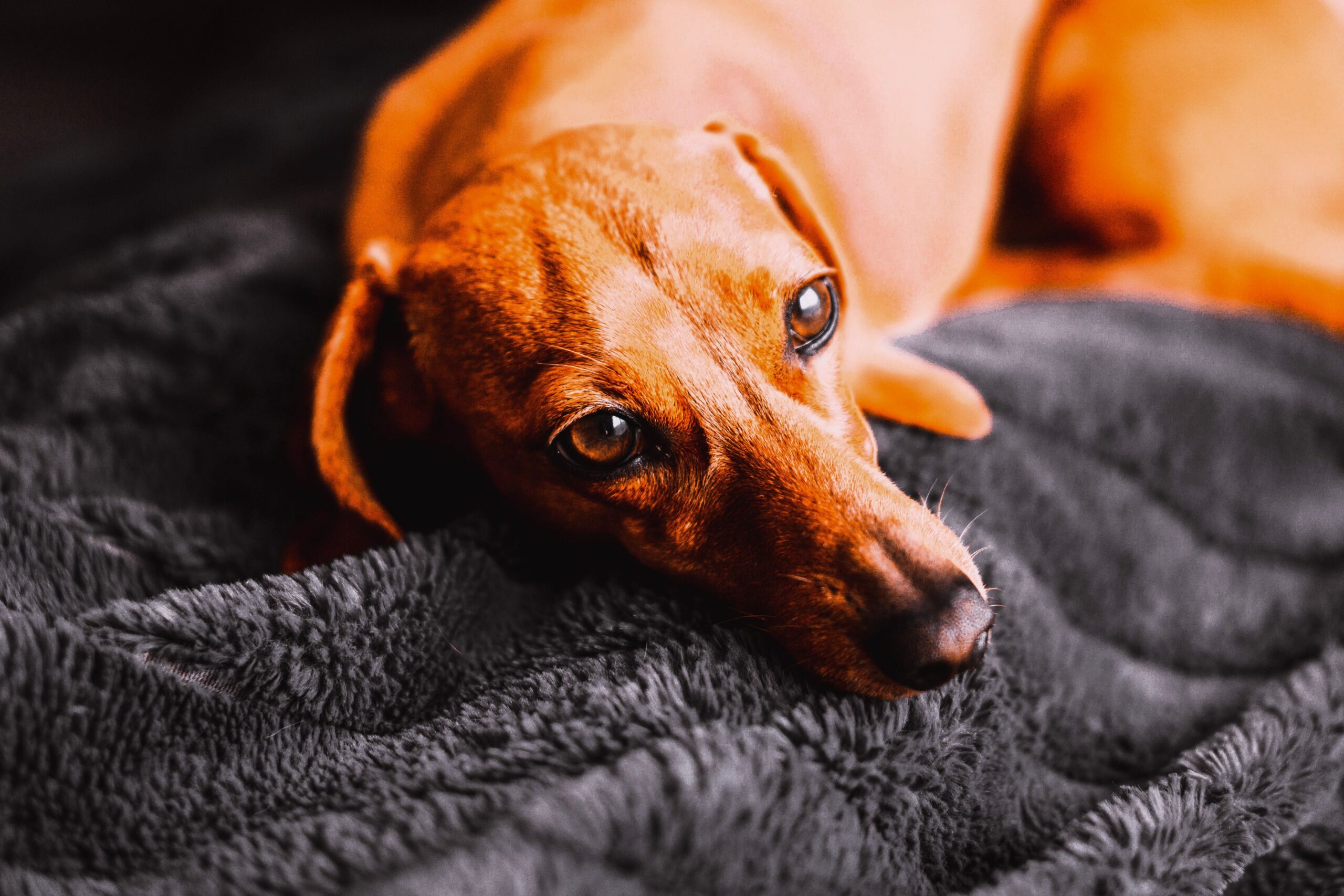 liver cancer in dogs