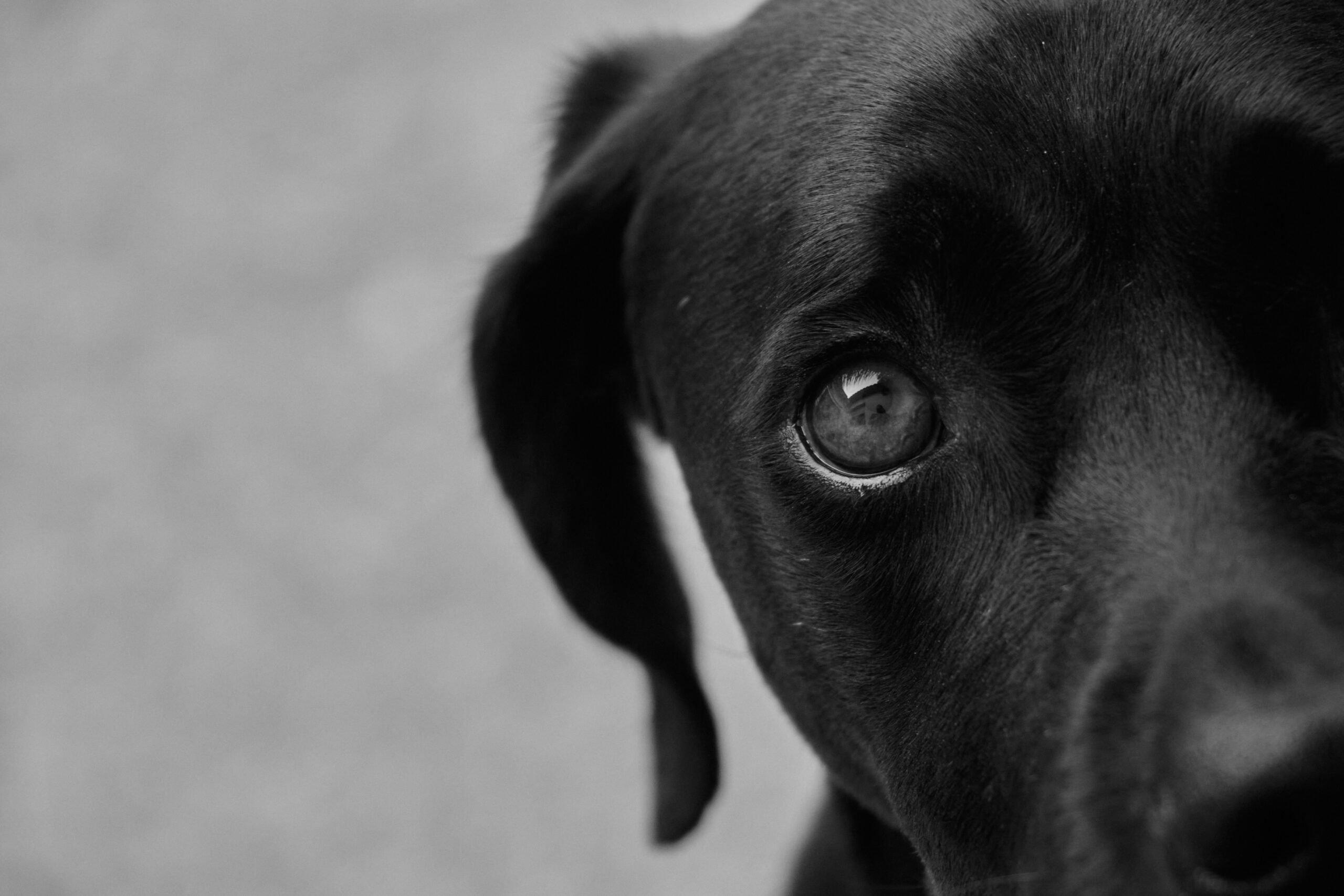 fibrosarcoma in dogs