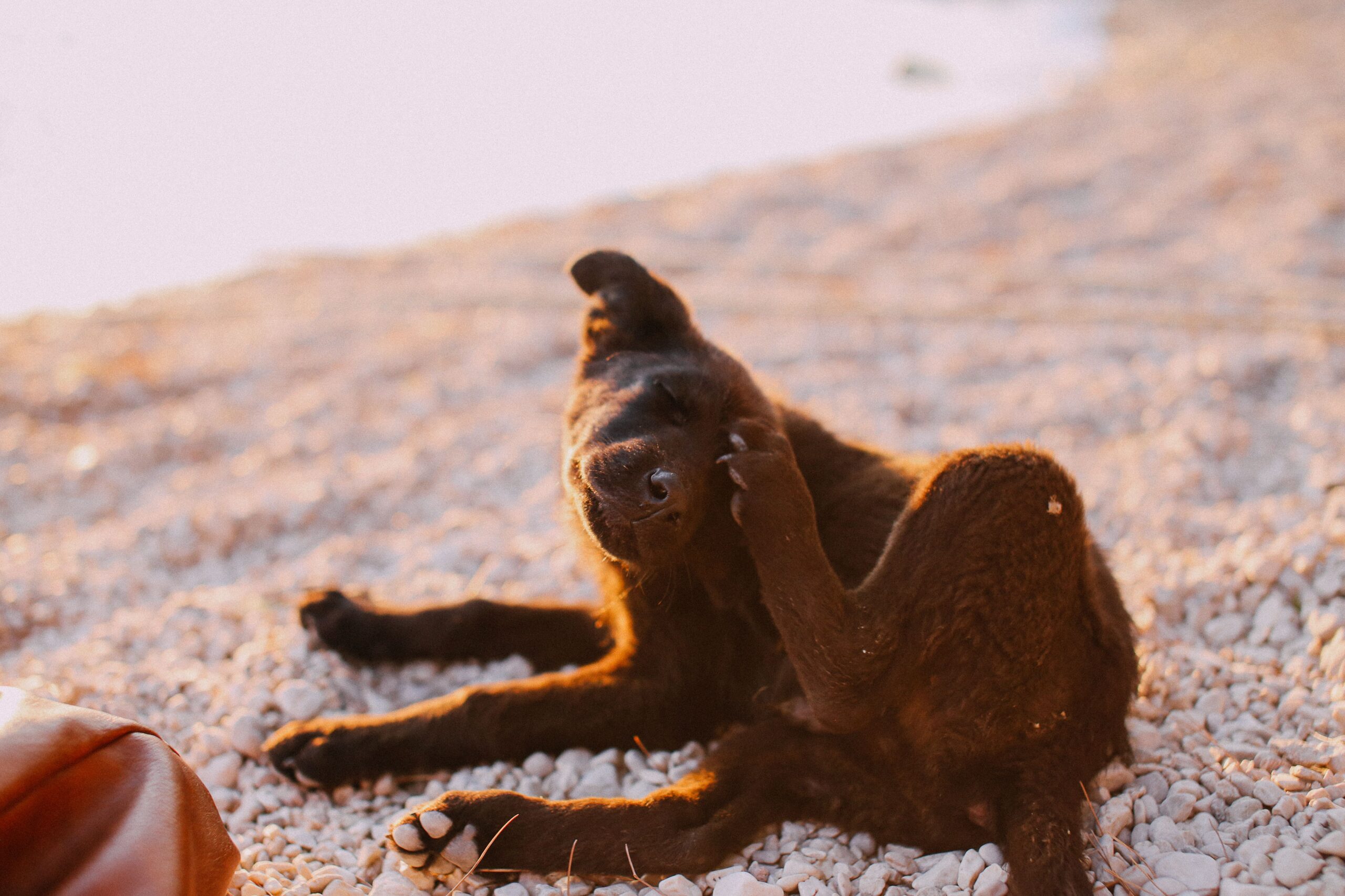 Staph Infection in Dogs