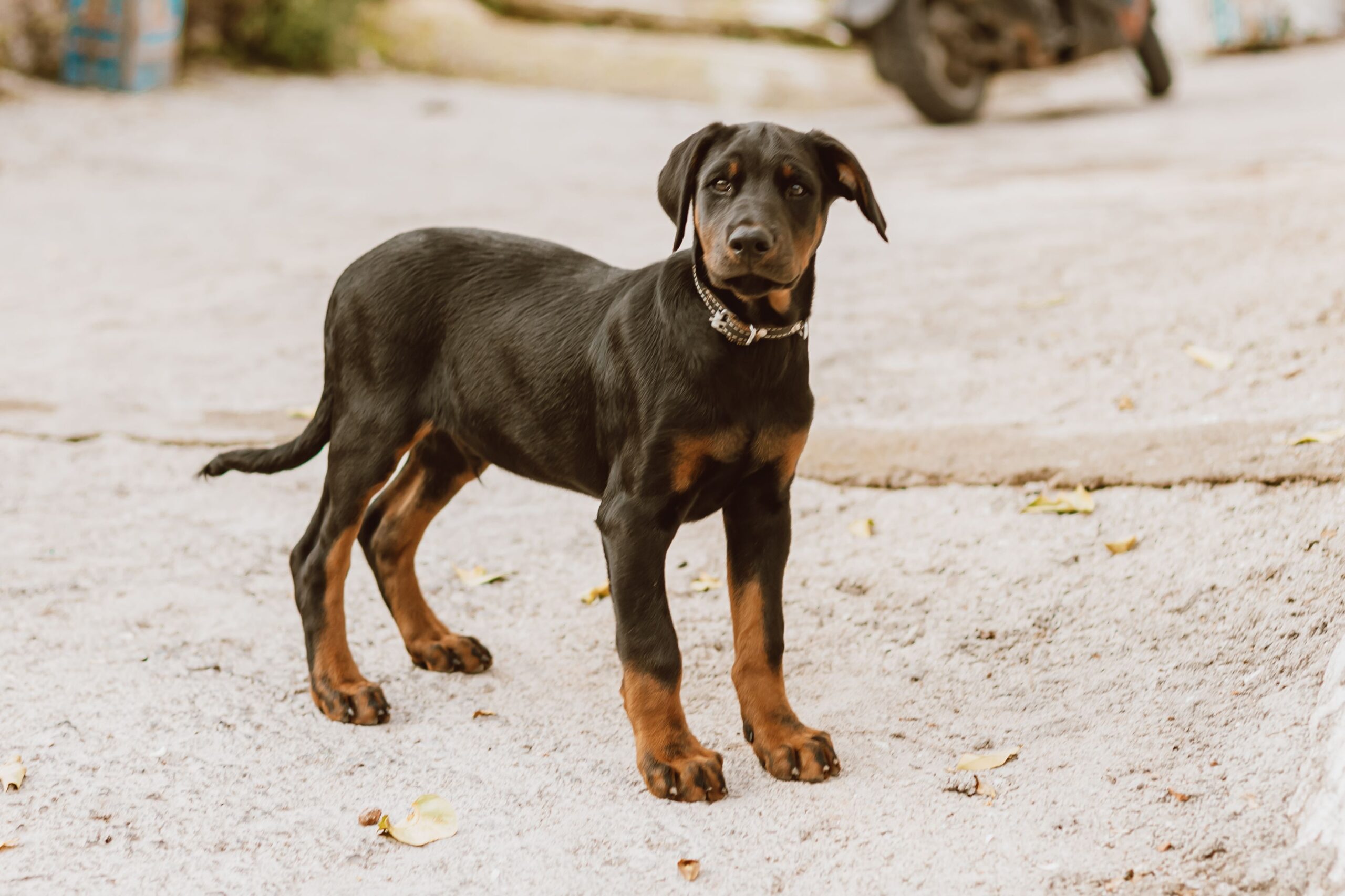 Prostate Cancer in Dogs