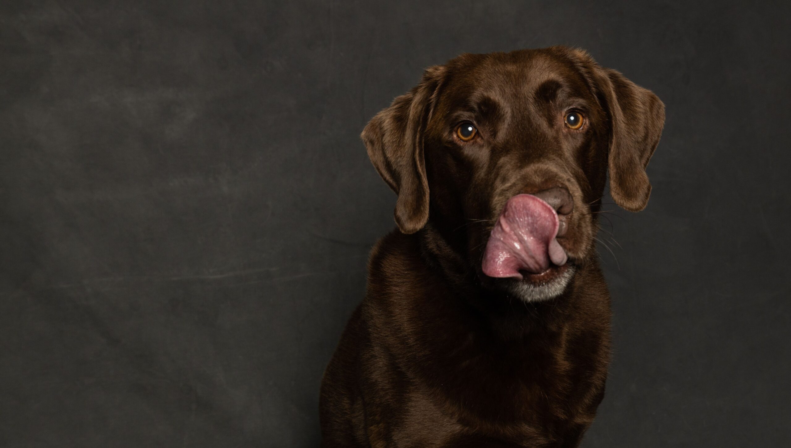 MMM in Dogs
