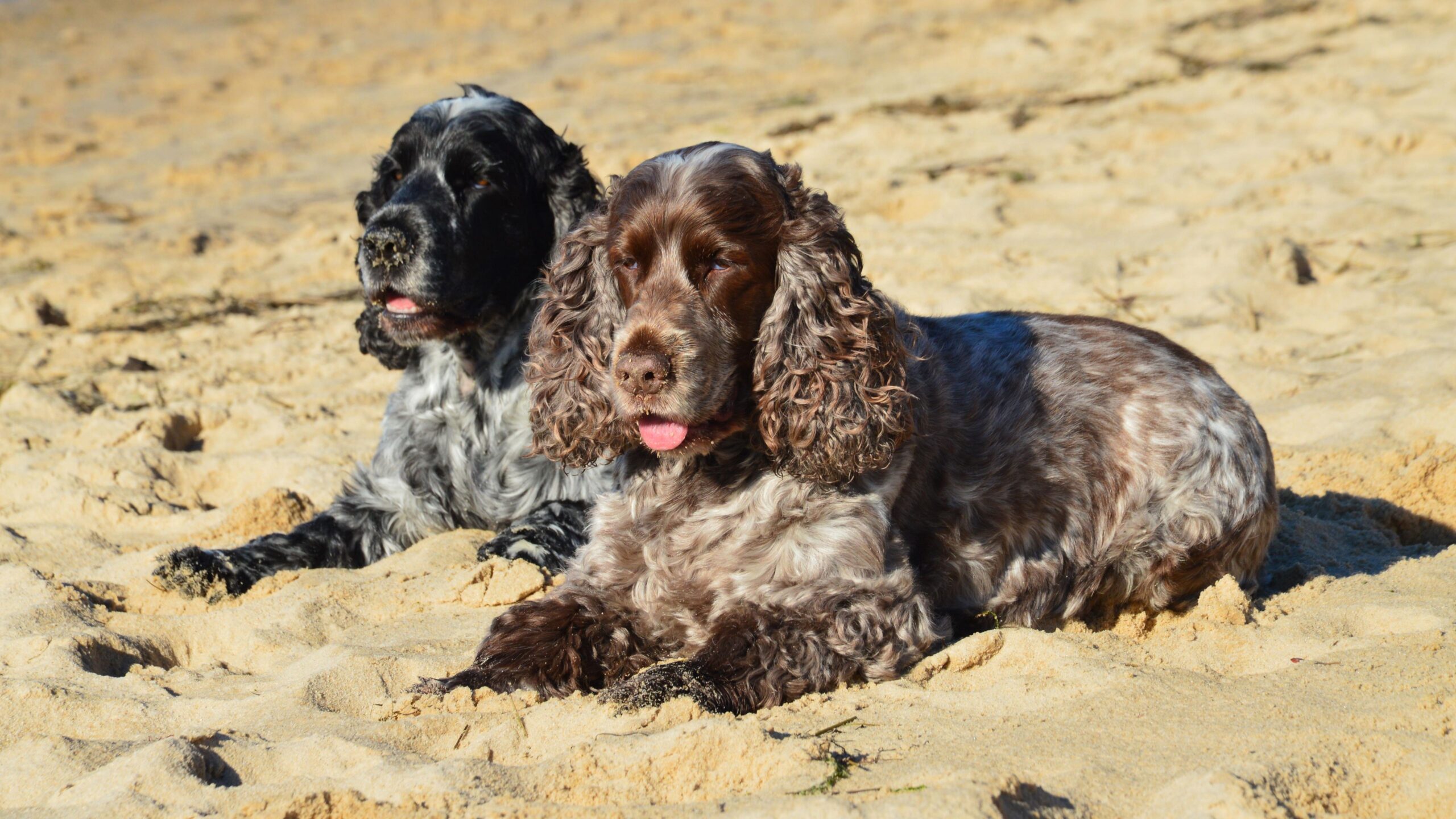 Basal Cell Tumor in Dogs