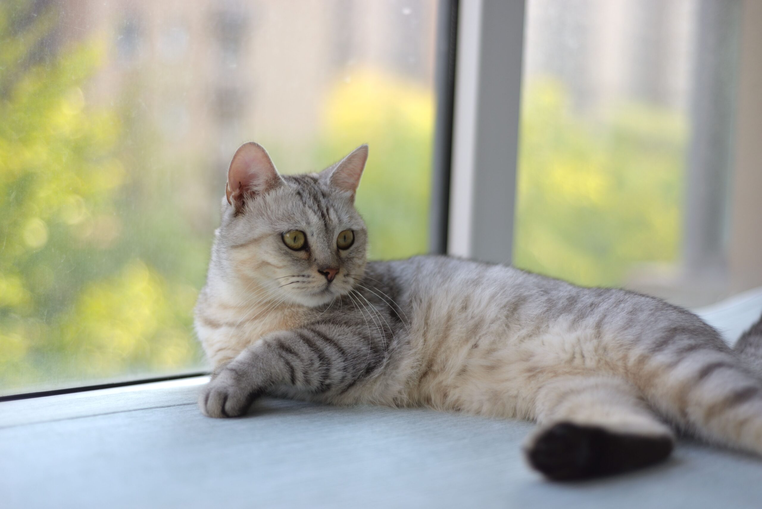 feline leukemia
