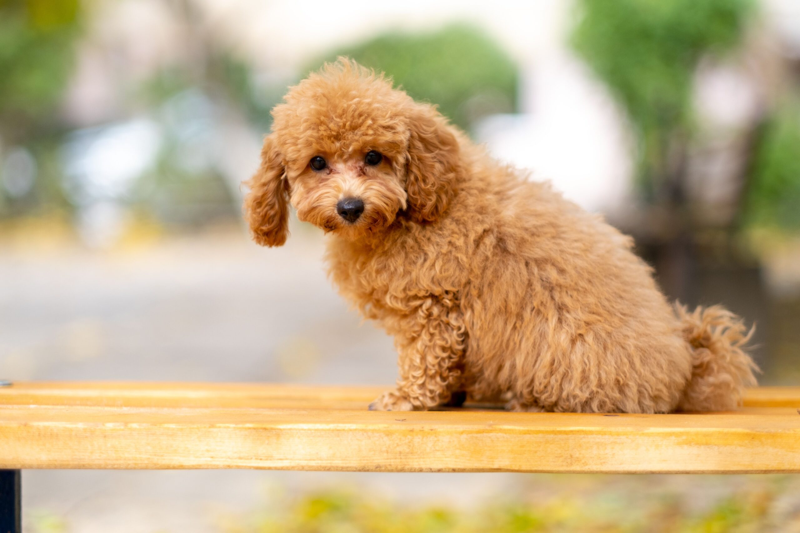 gallstones in dogs