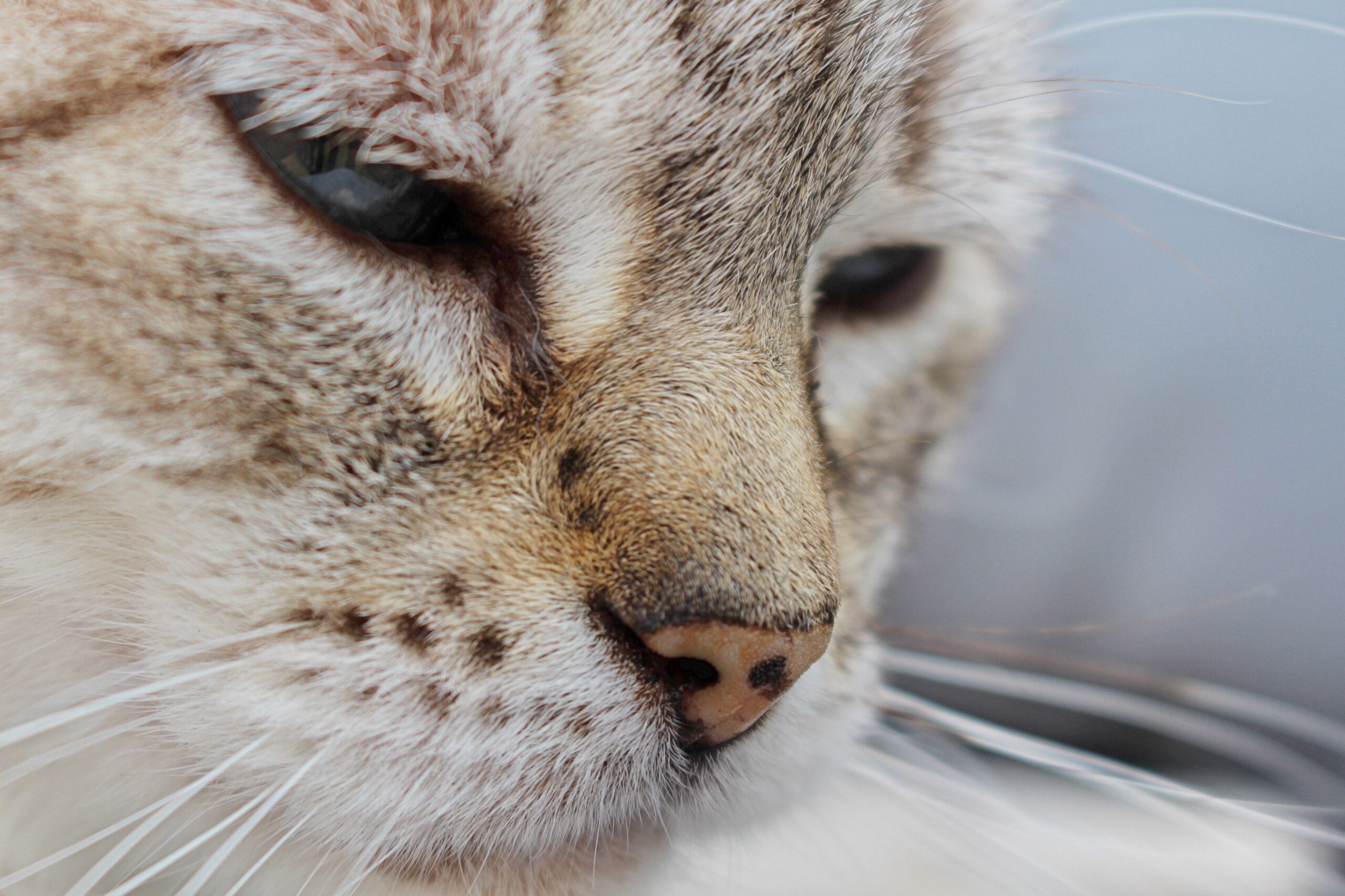 cat acne