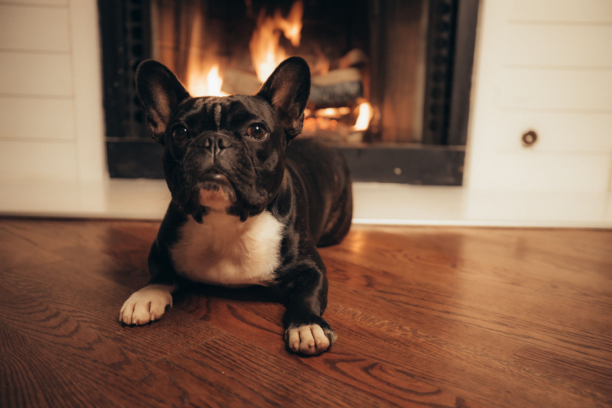 panniculitis dog