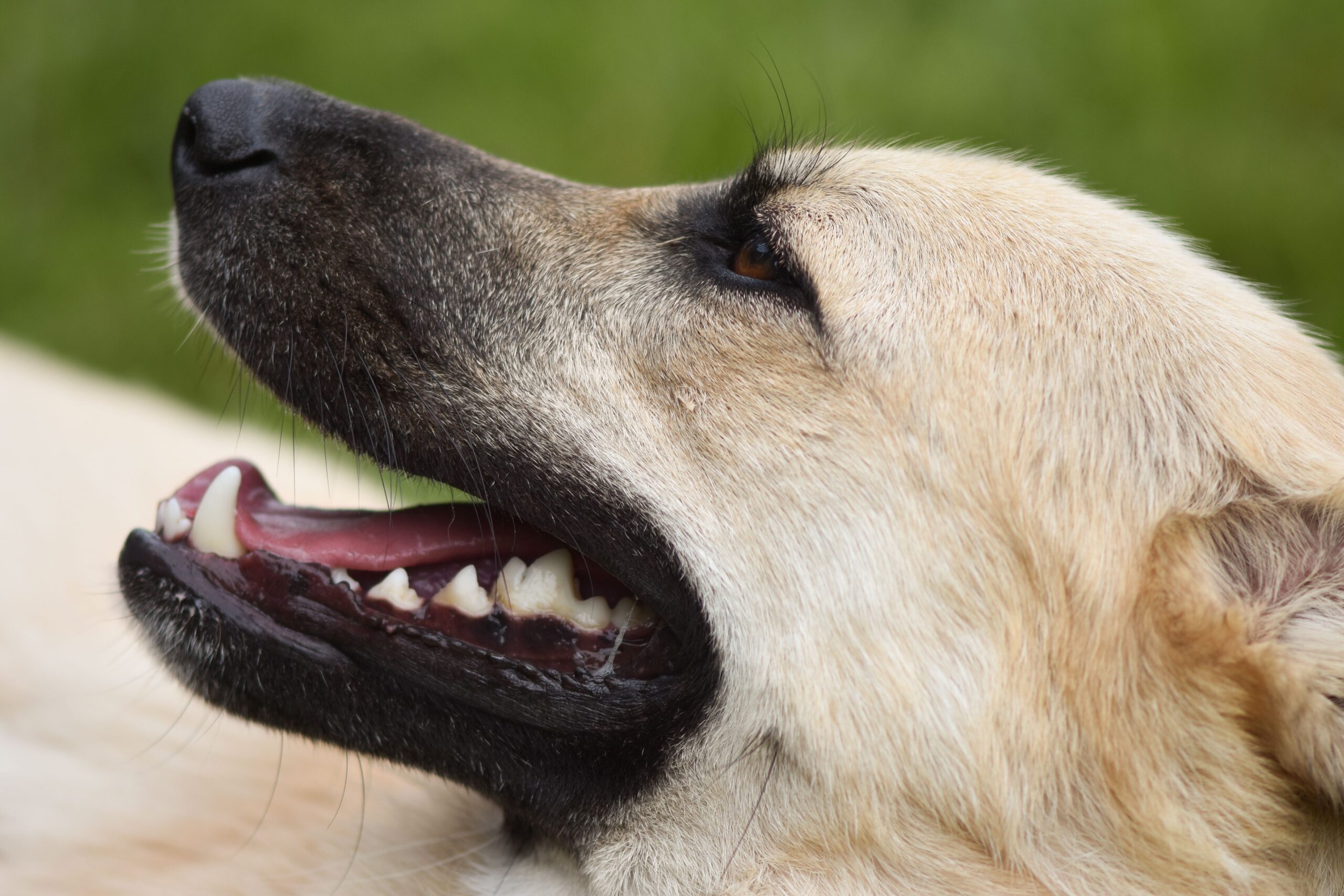 mycoplasma dogs