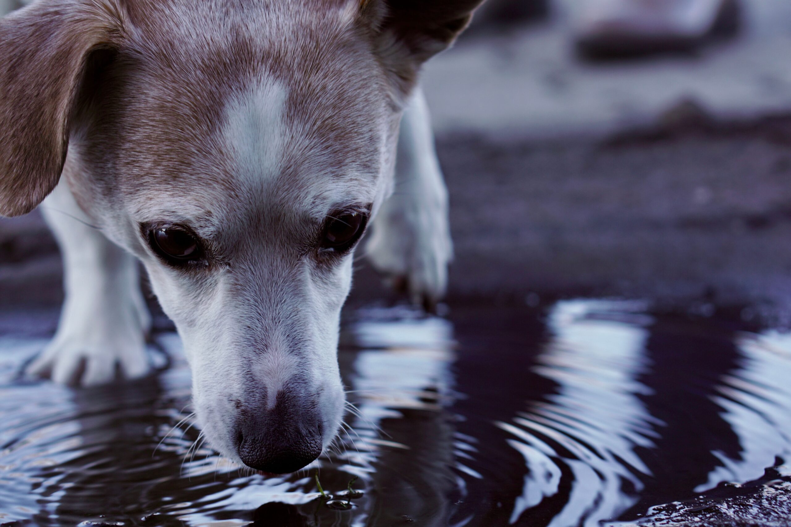Tularemia in Dogs