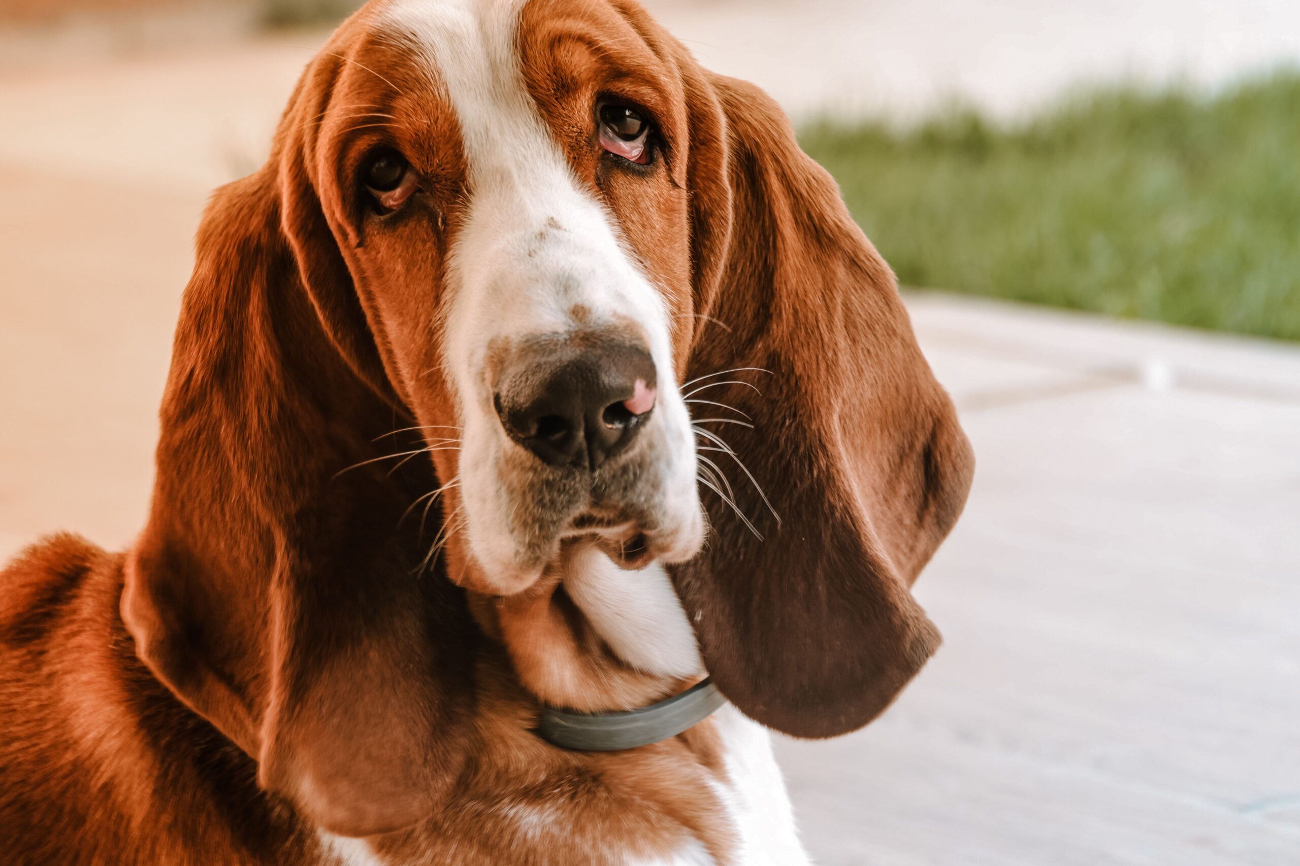 Hair Follicle Tumor in Dogs
