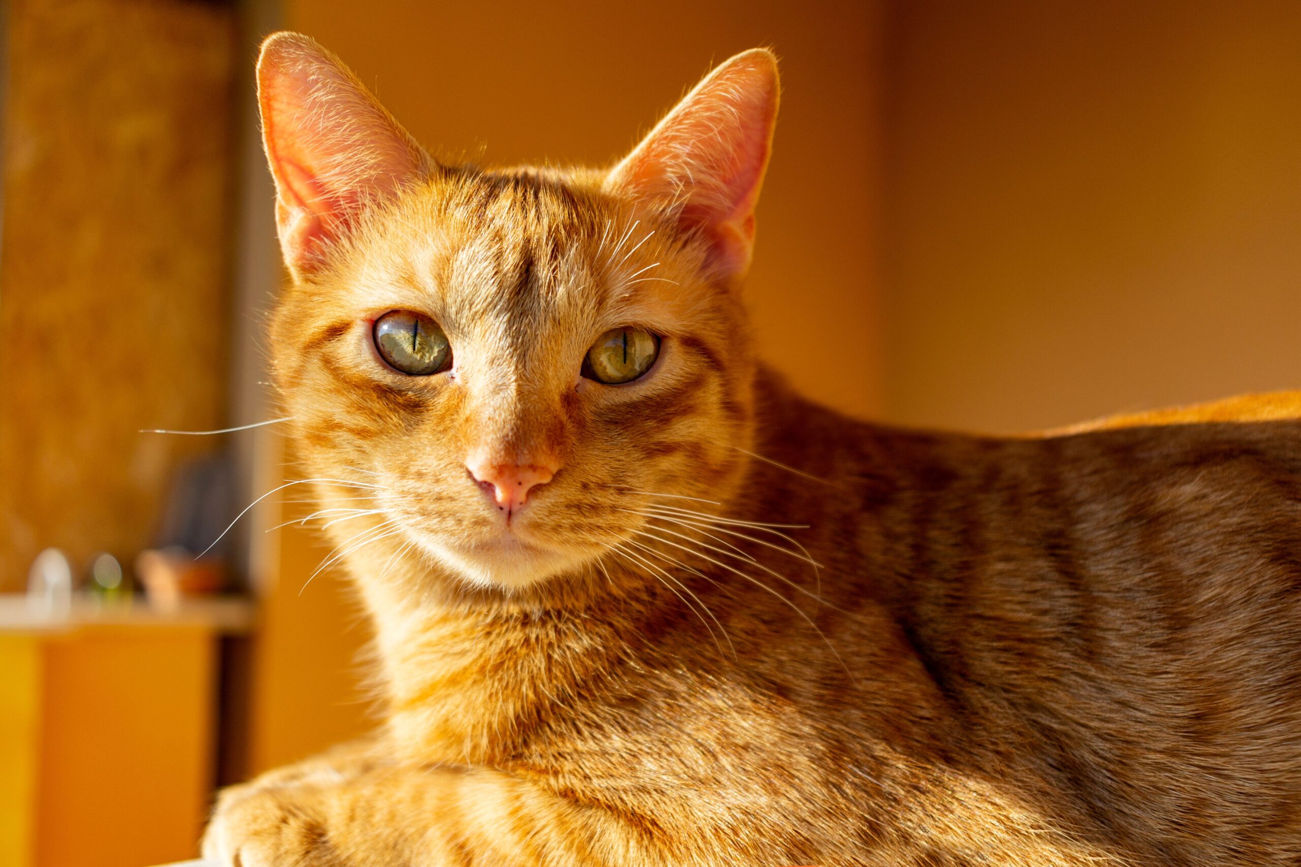 thiamine deficiency in cats