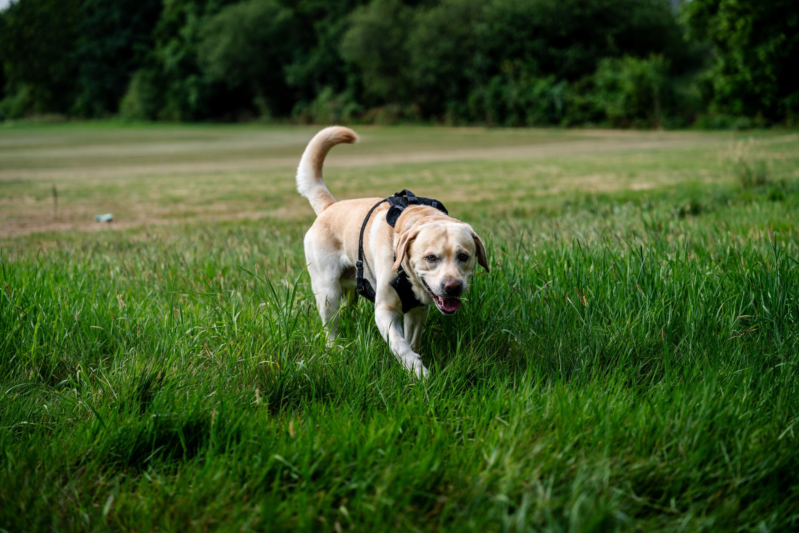 chondrosarcoma in dogs