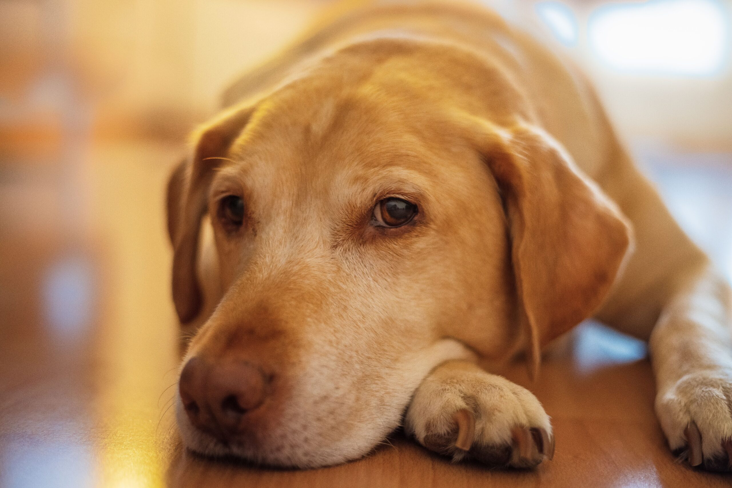 lead poisoning in dogs