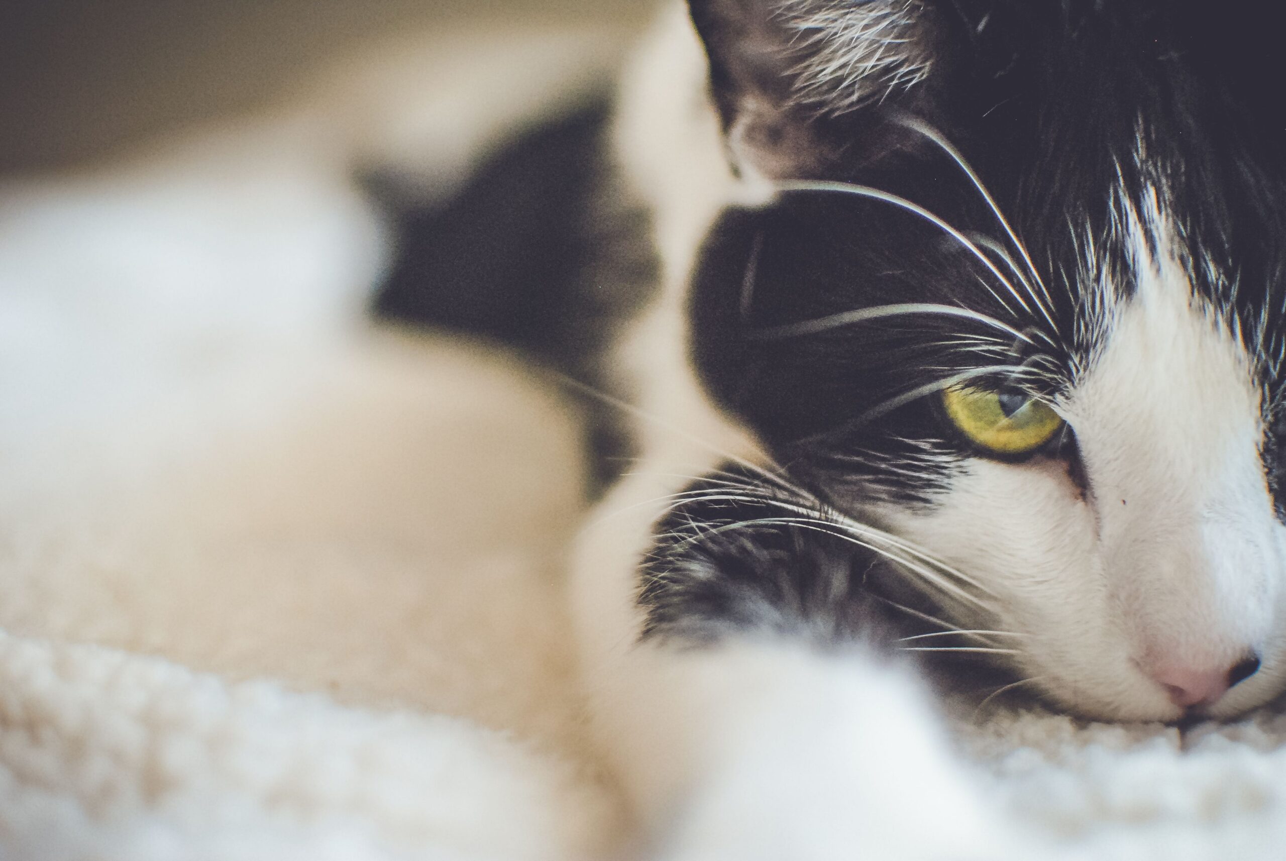 ringworm in cats