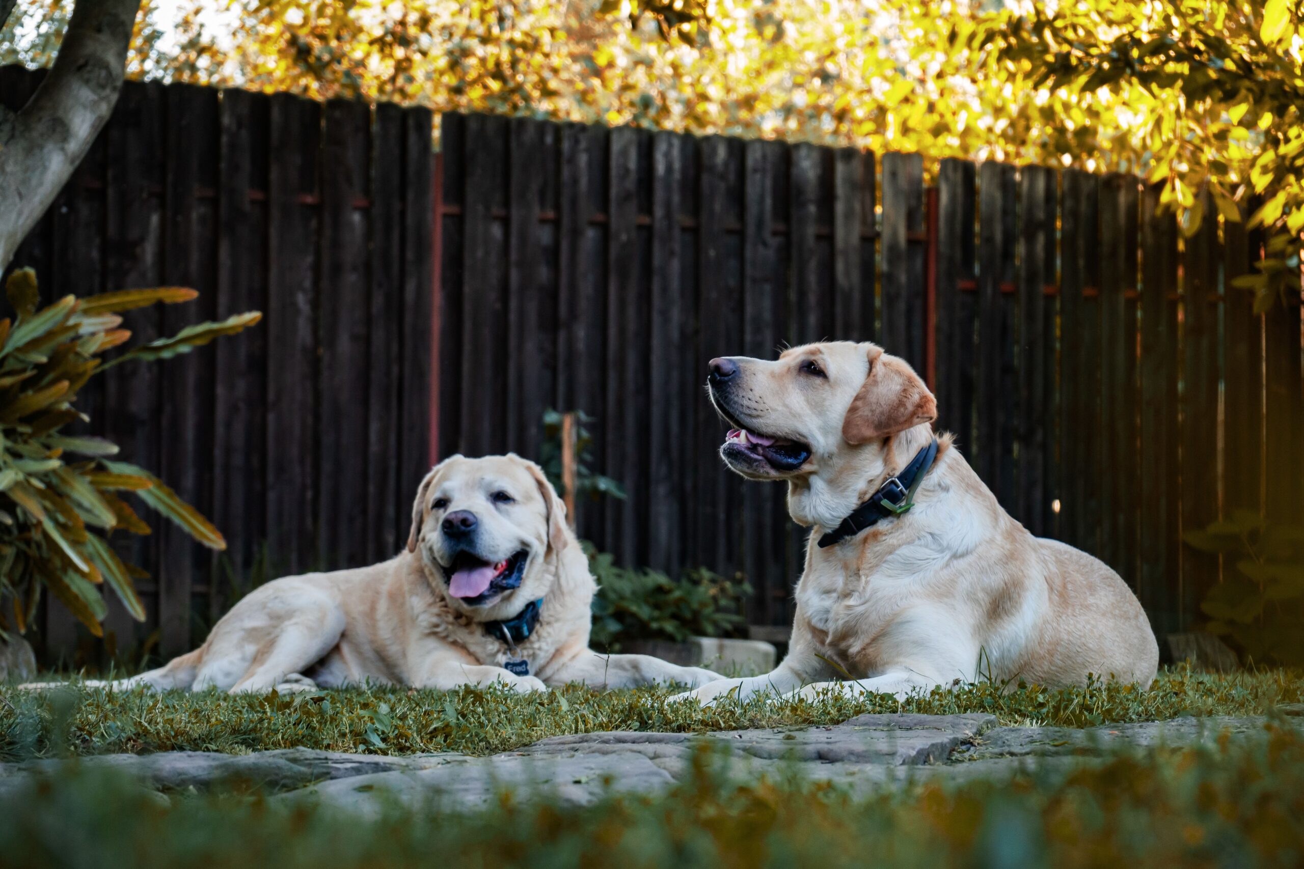 Bartonellosis in Dogs
